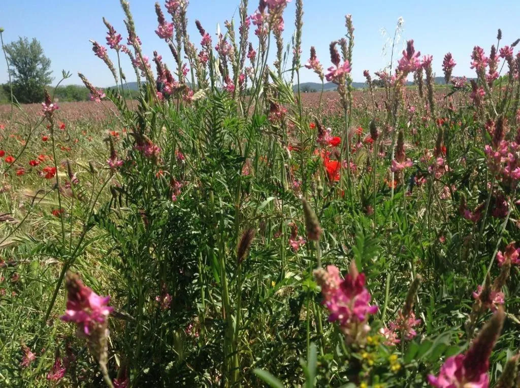 Natural landscape in Château De Siran - Hôtel & Spa
