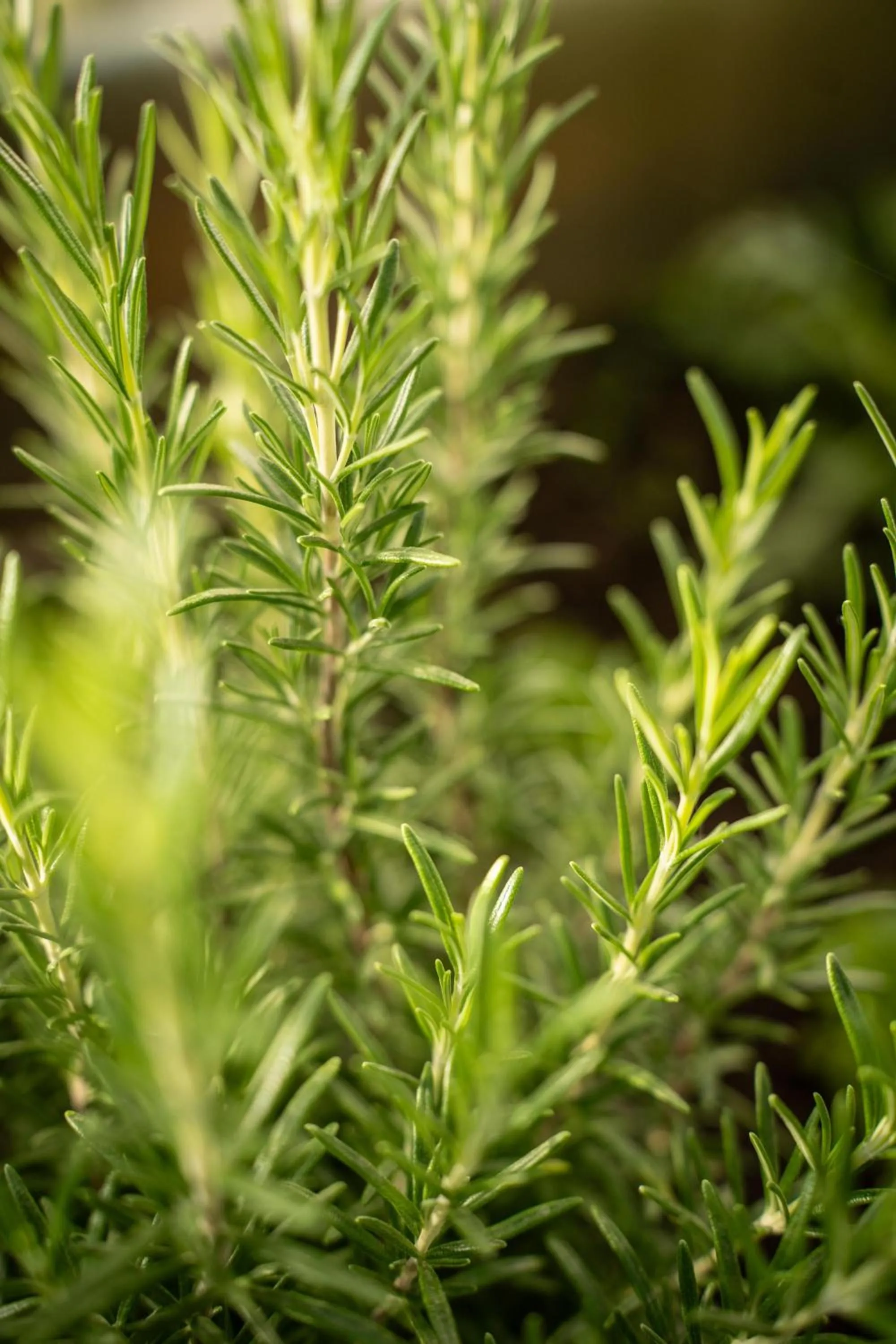 Garden in Al Piccolo Hotel