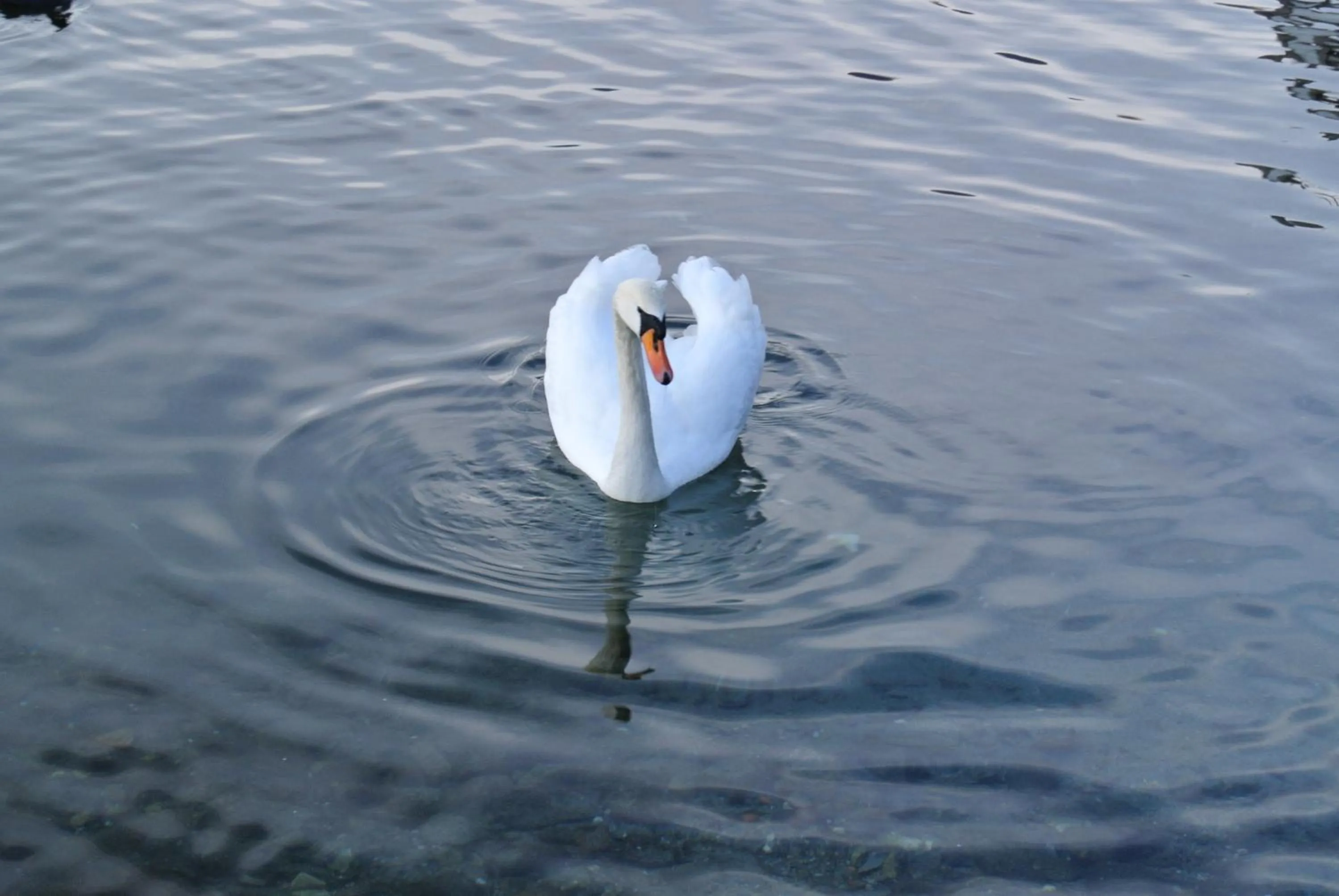Animals in B&B Dolce vista al lago Lugano