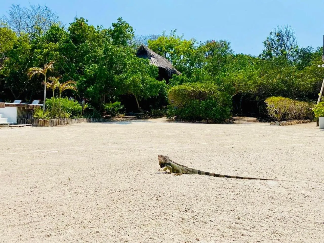 Natural landscape in Hotel Playa Scondida Barú