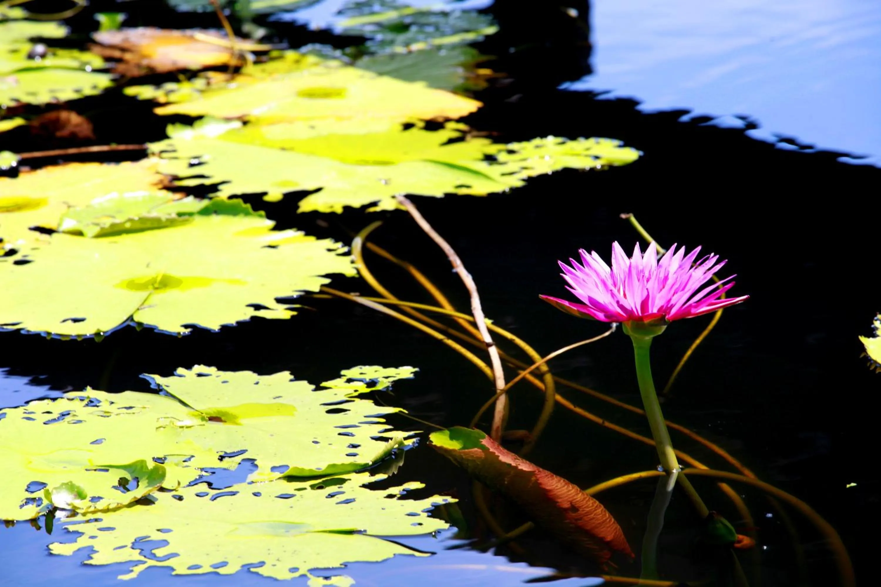 Saree Lagoon Villa Koh Samui