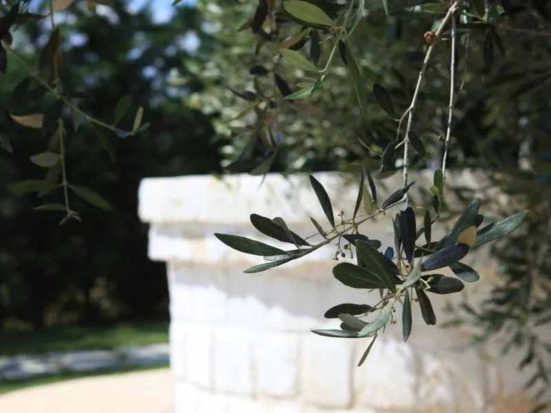 Garden in Hotel Giardino Giamperduto