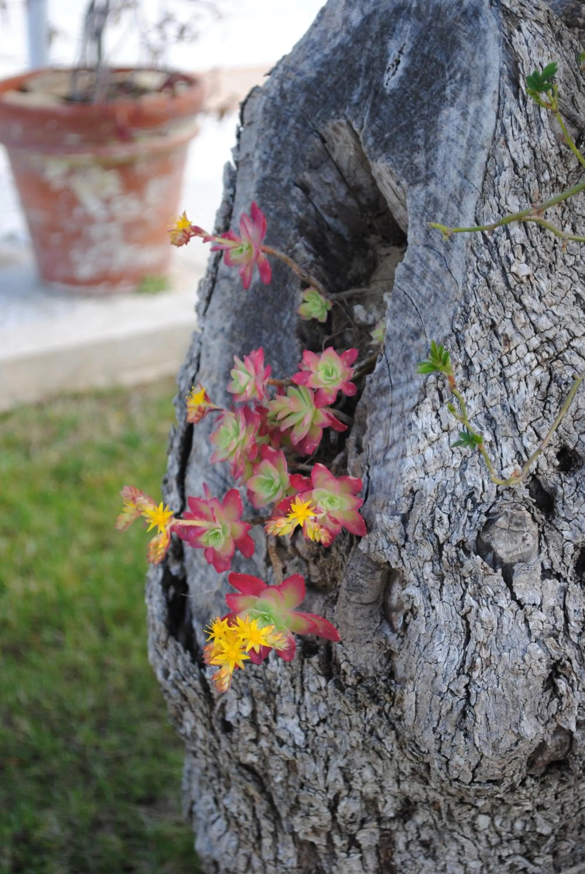 Garden in Hotel Giardino Giamperduto