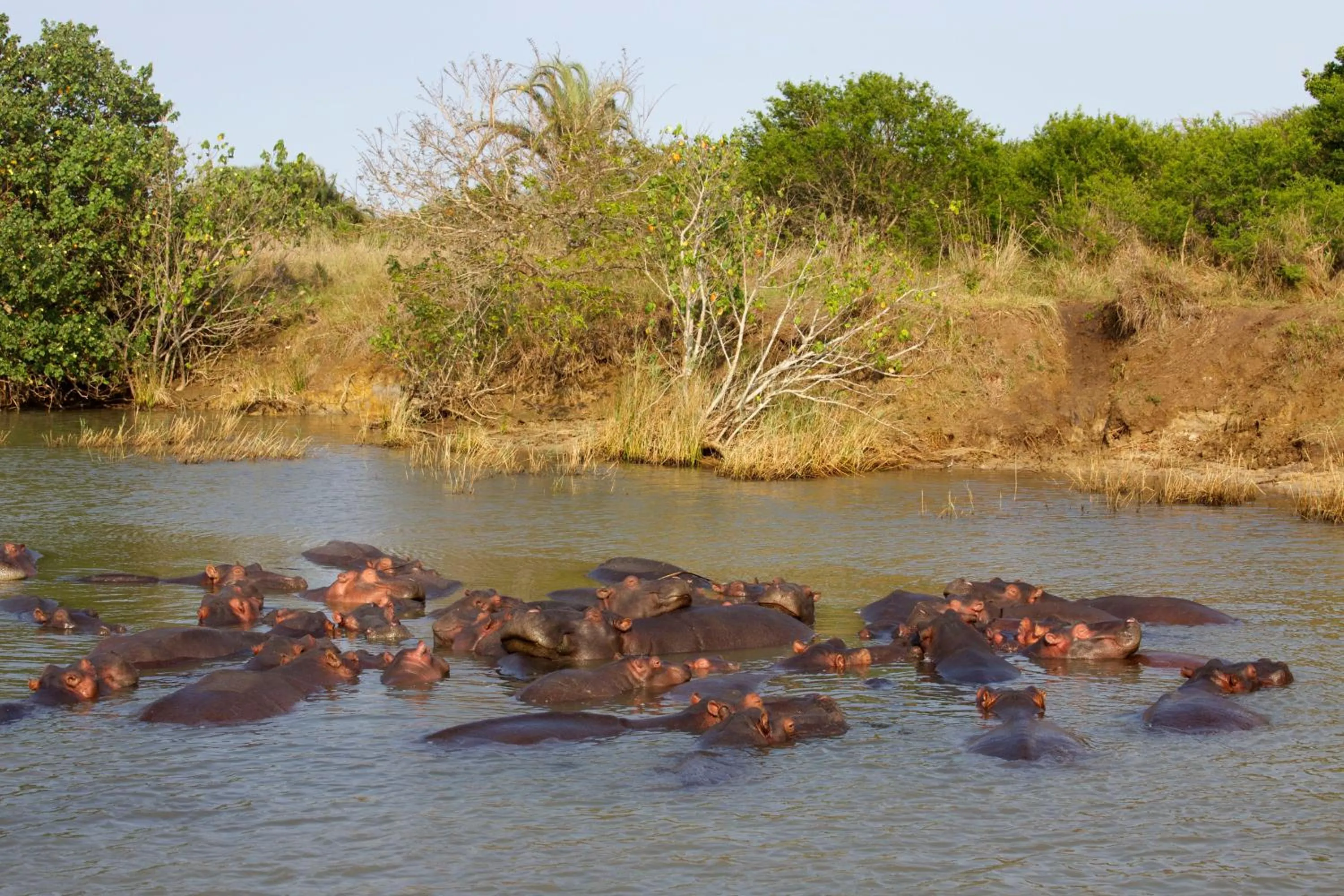 Animals in Lodge Afrique