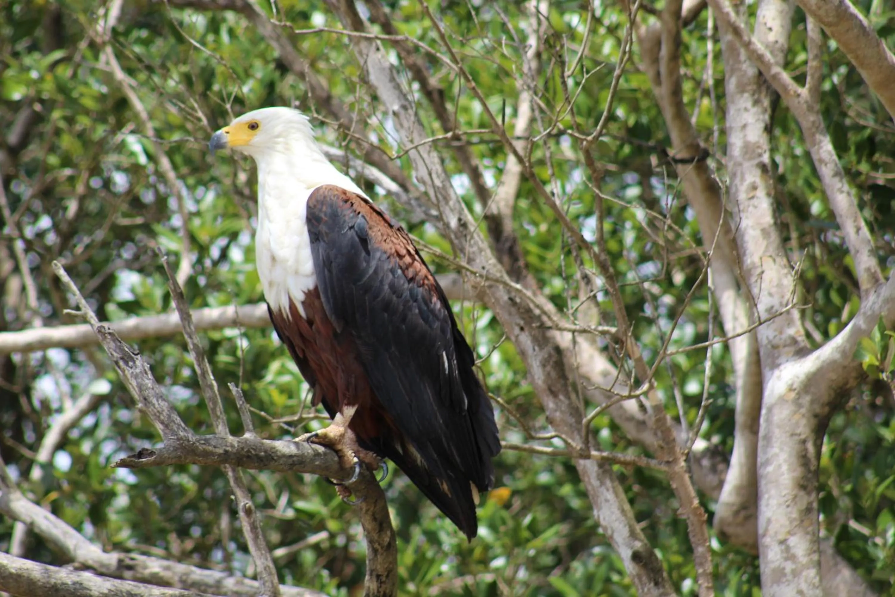 Animals in Lodge Afrique