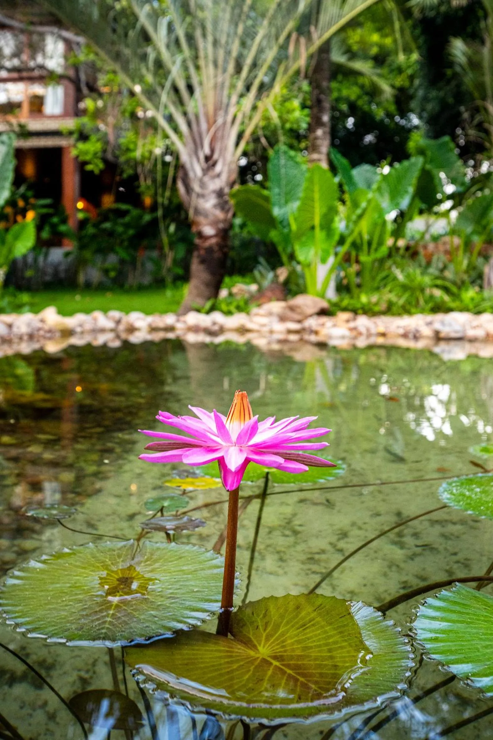 Garden in Hotel Sombra e Água Fresca
