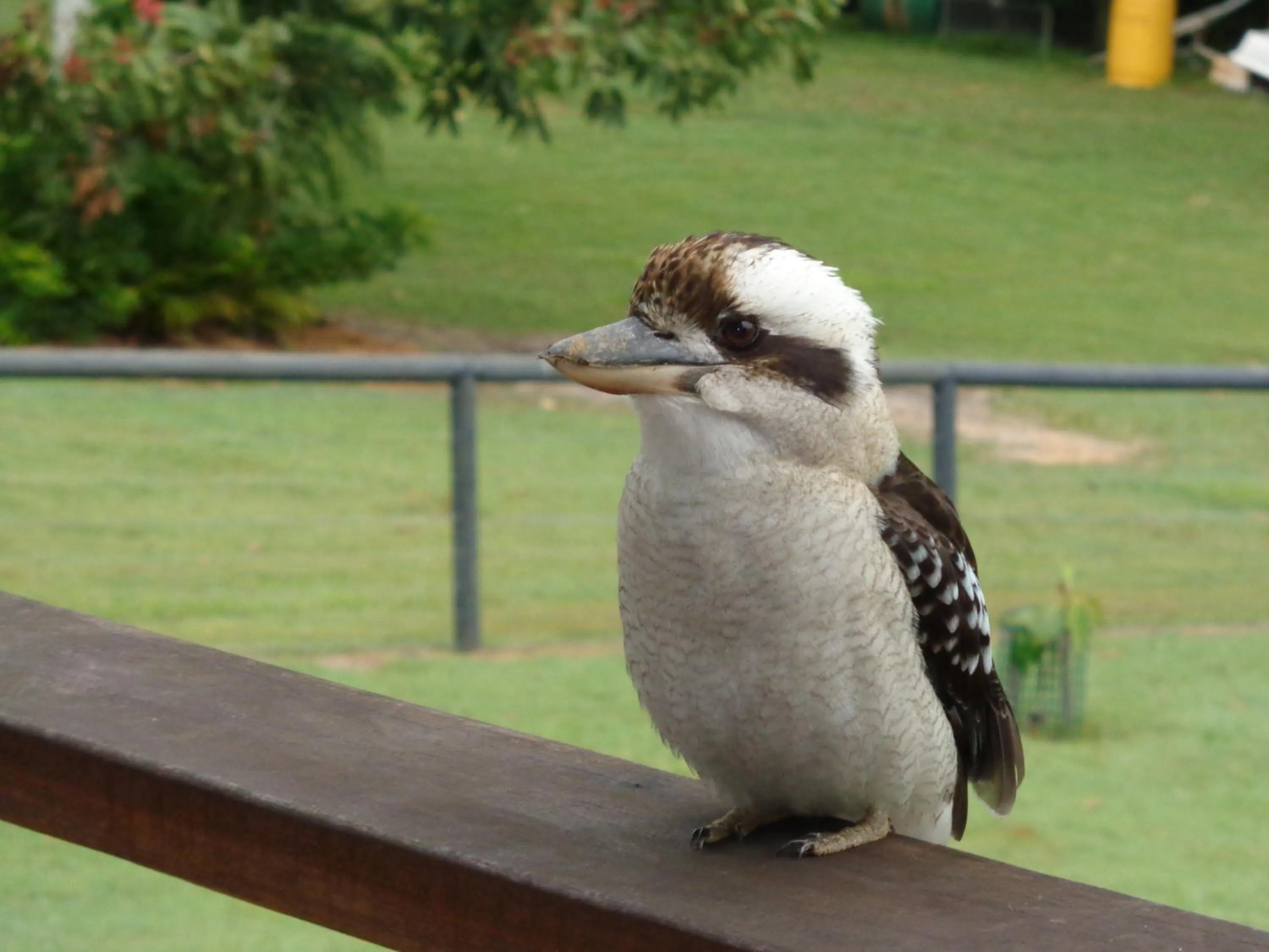Animals in Eumundi Cottages - Cottage 1