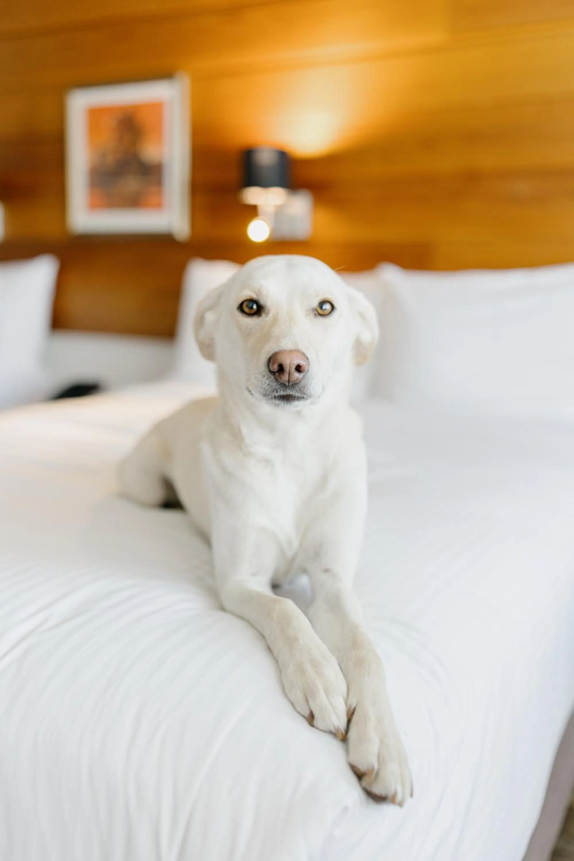 Pets in Hôtels Gouverneur Sept-Îles