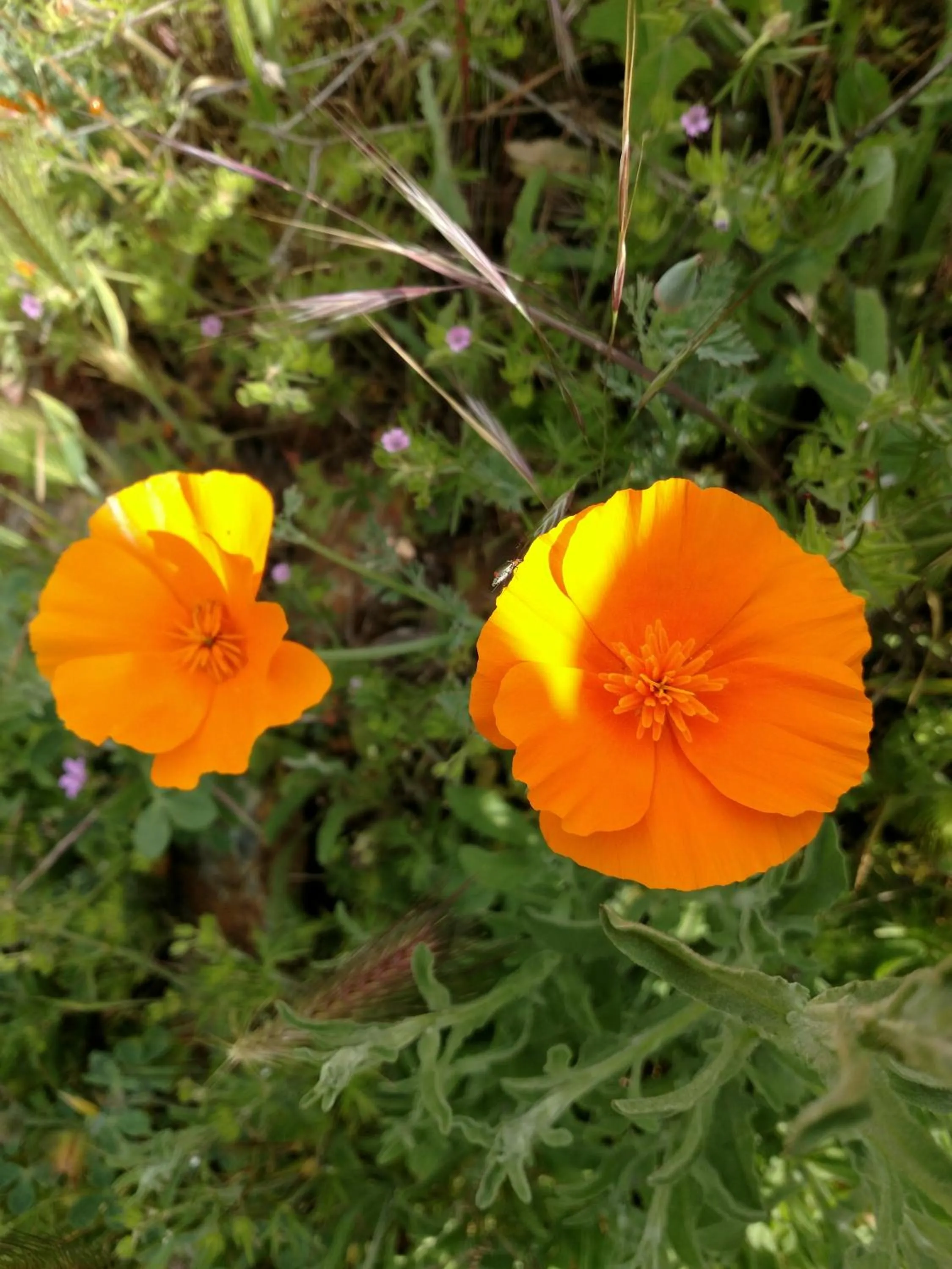 Natural landscape in Engvadonia Yosemite B and B
