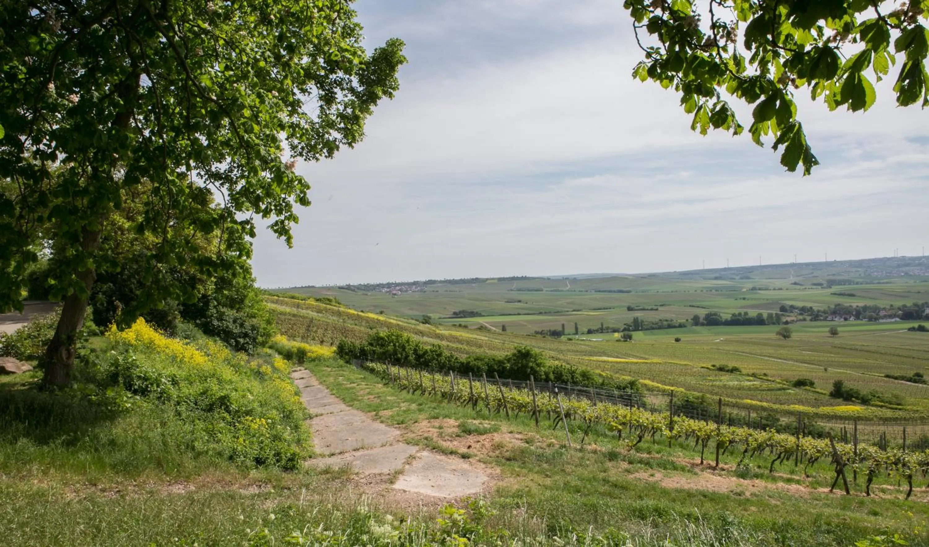 View (from property/room) in Hofgut Wißberg - Das Weinberghotel