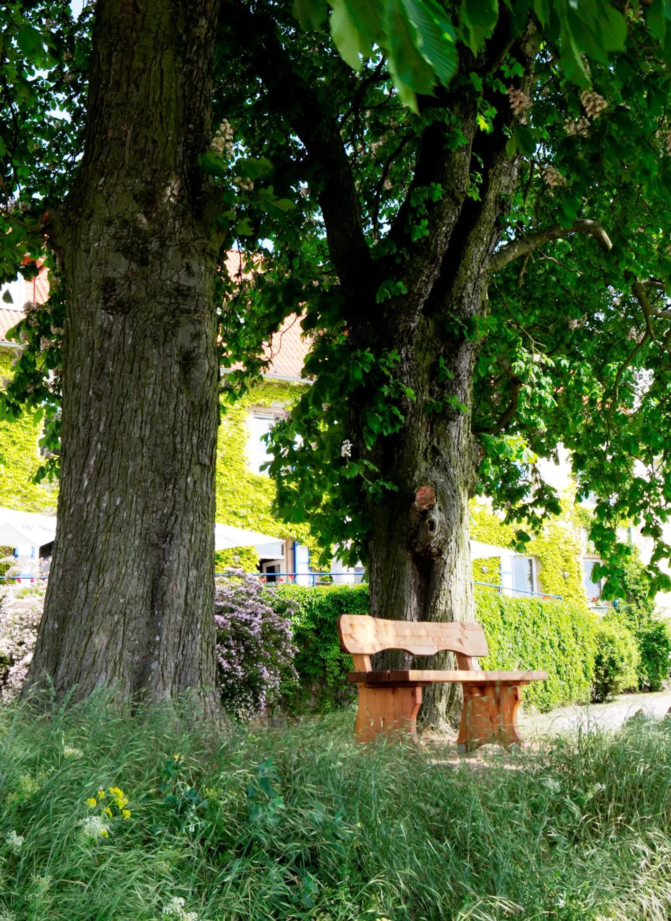Natural landscape in Hofgut Wißberg - Das Weinberghotel
