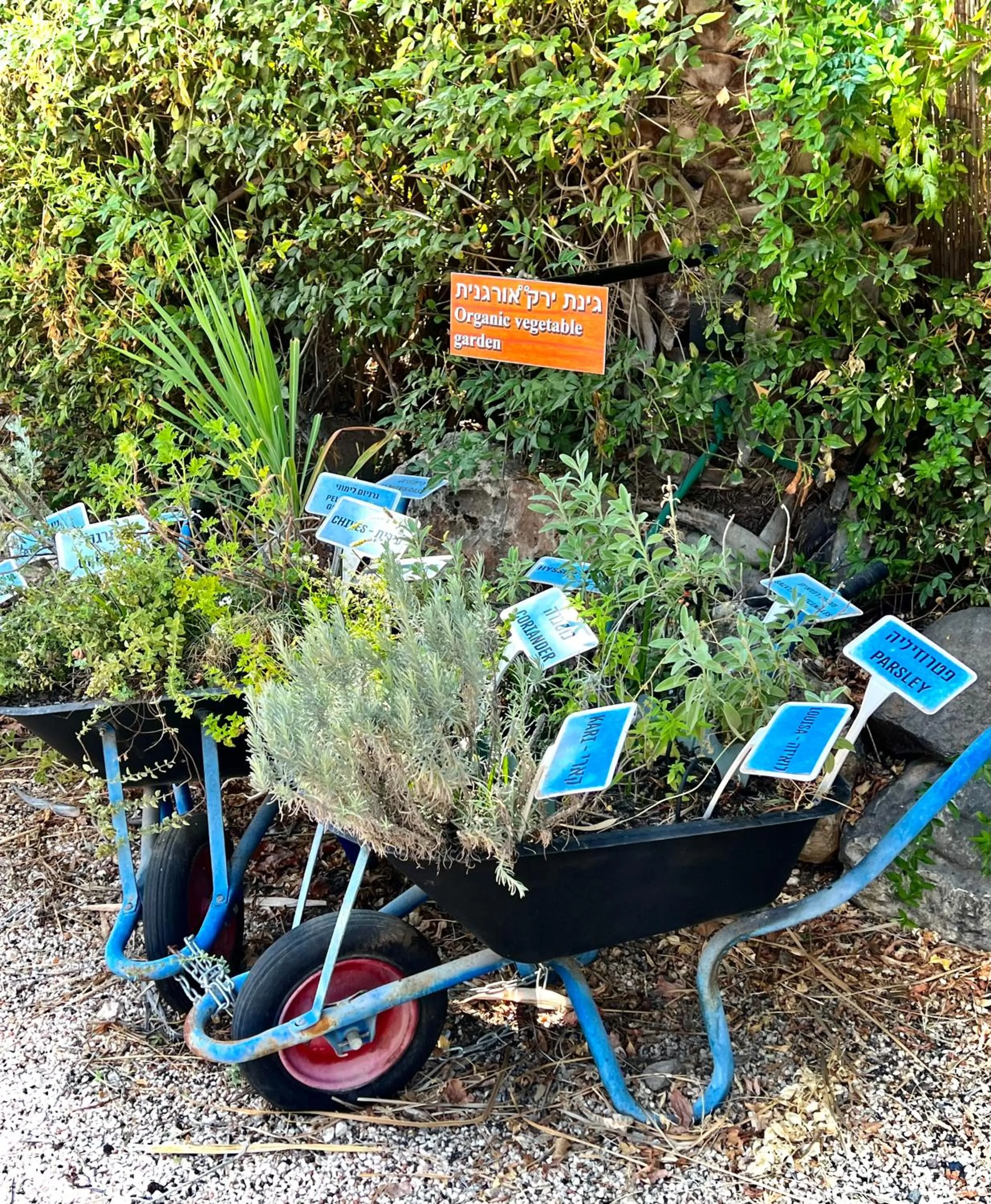 Magical in the Galilee