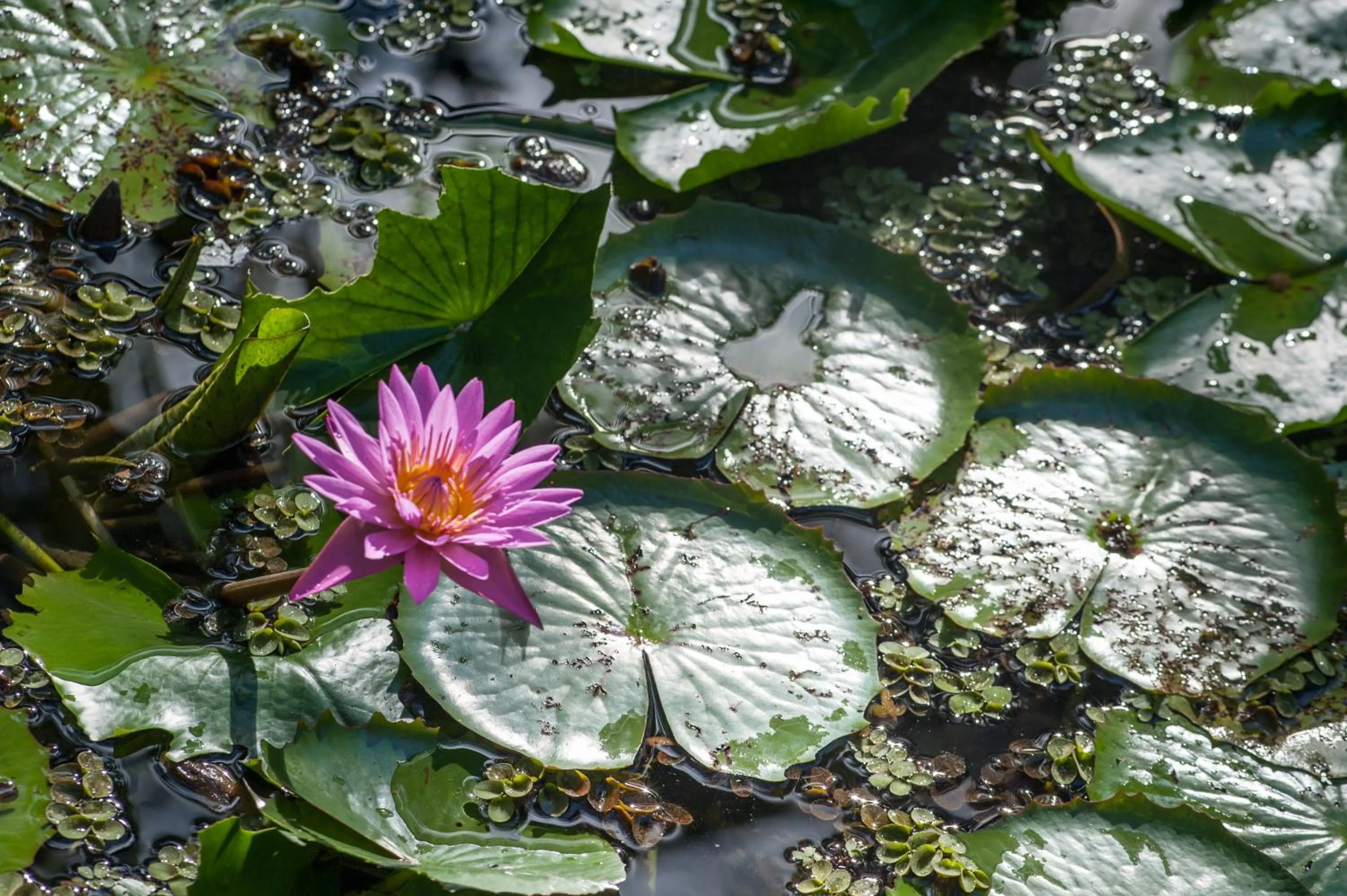 Lake view in Toca da Coruja