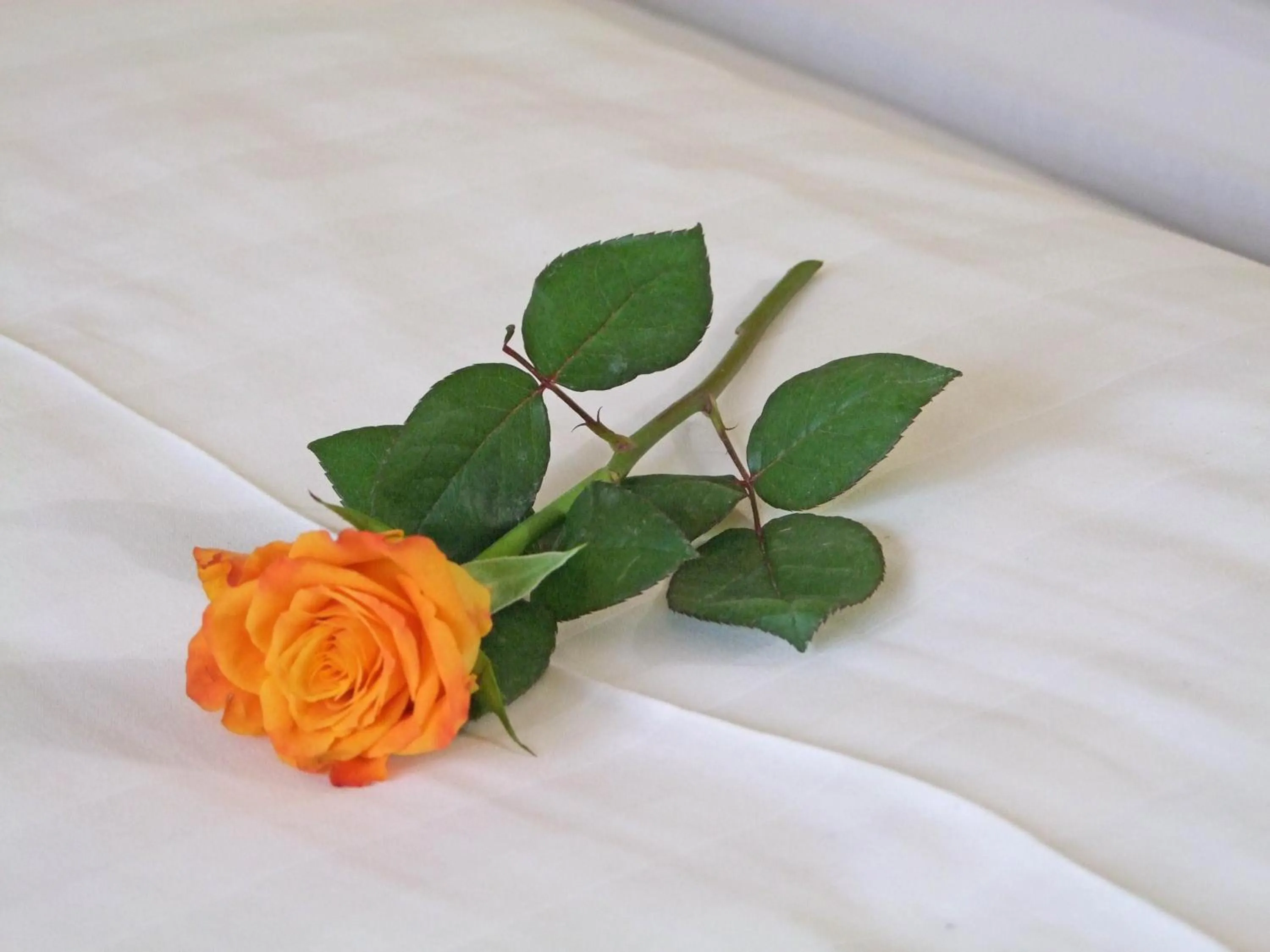 Decorative detail in Hotel Beller