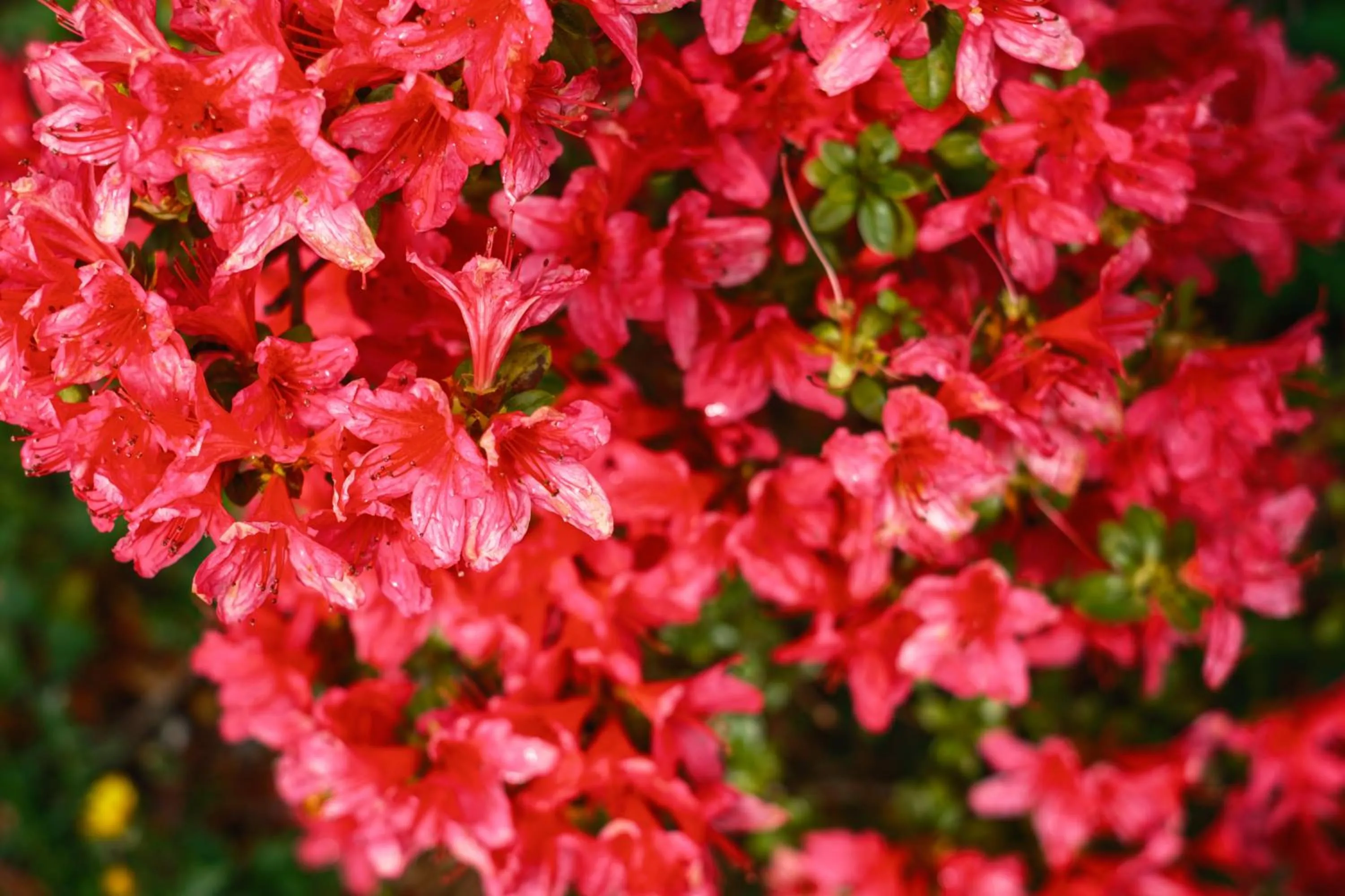 La Maison Boutique Hotel