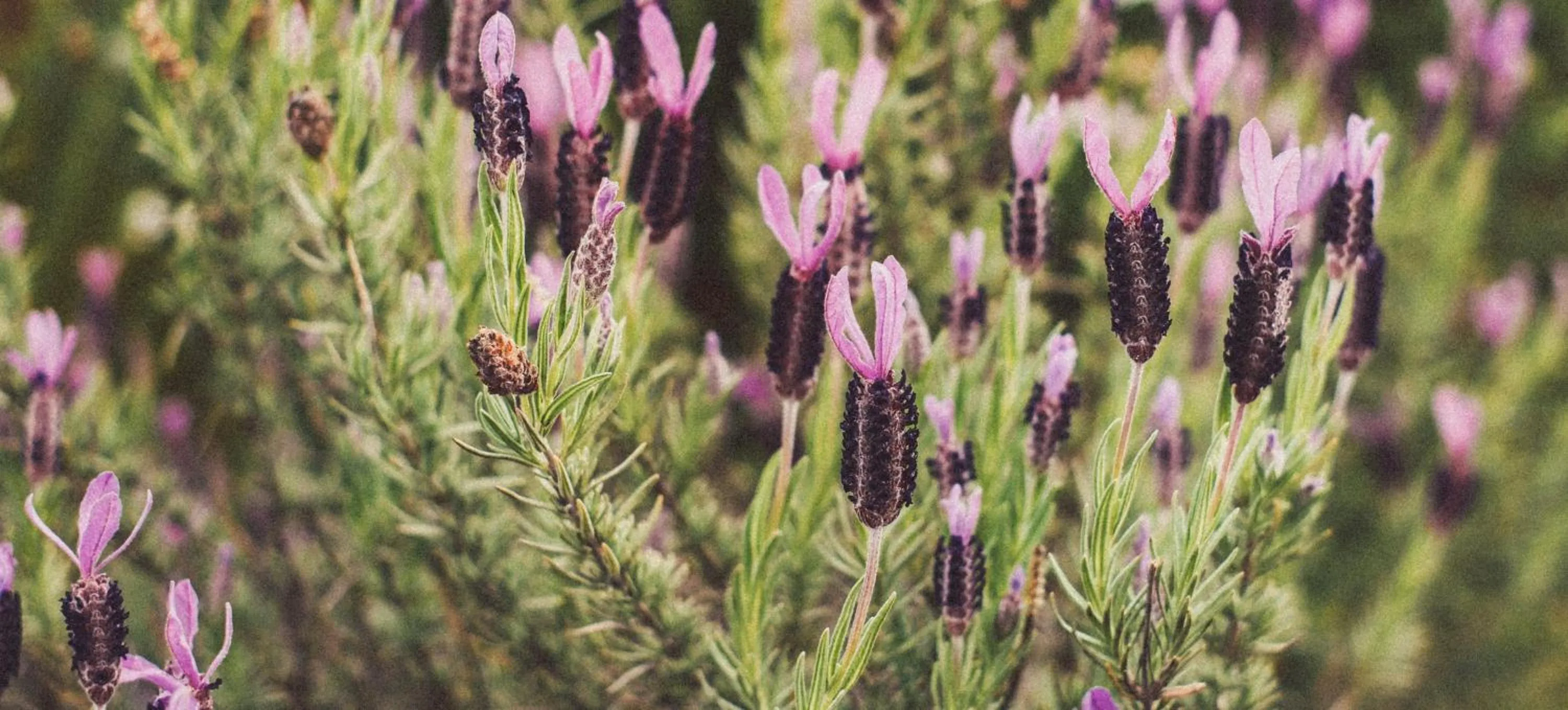 La Maison Boutique Hotel