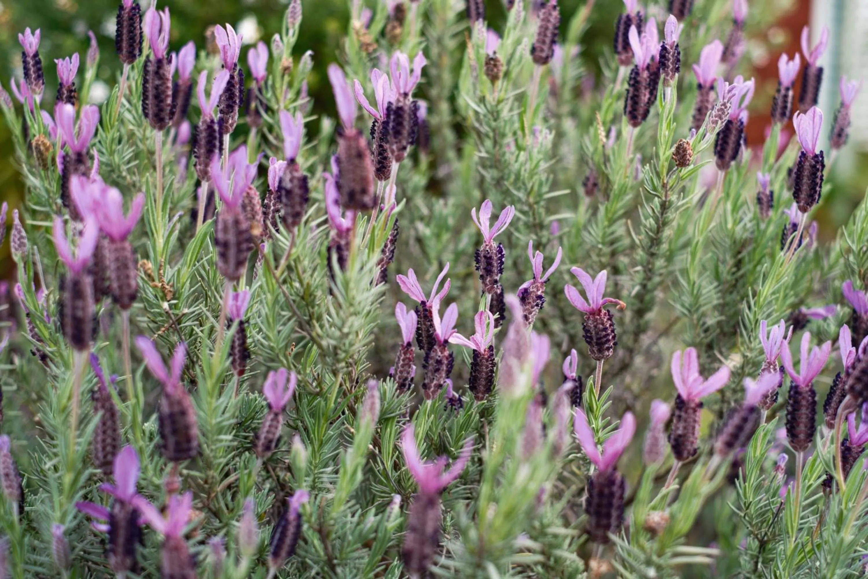 La Maison Boutique Hotel