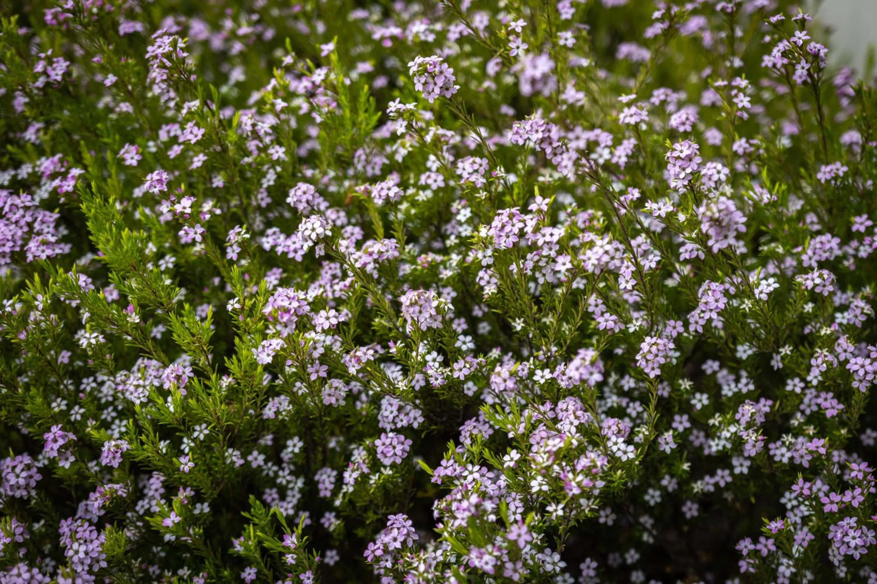 La Maison Boutique Hotel
