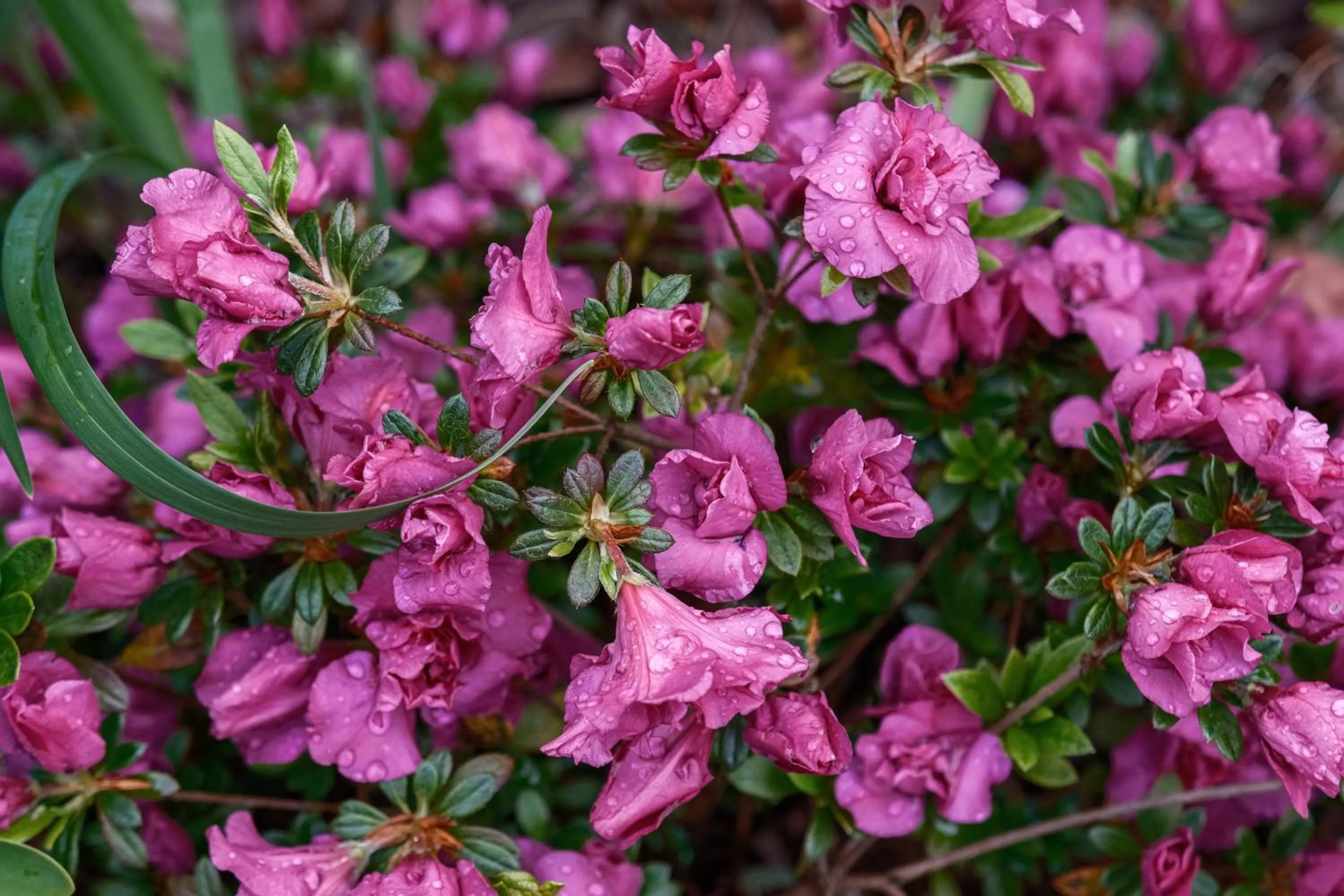 La Maison Boutique Hotel