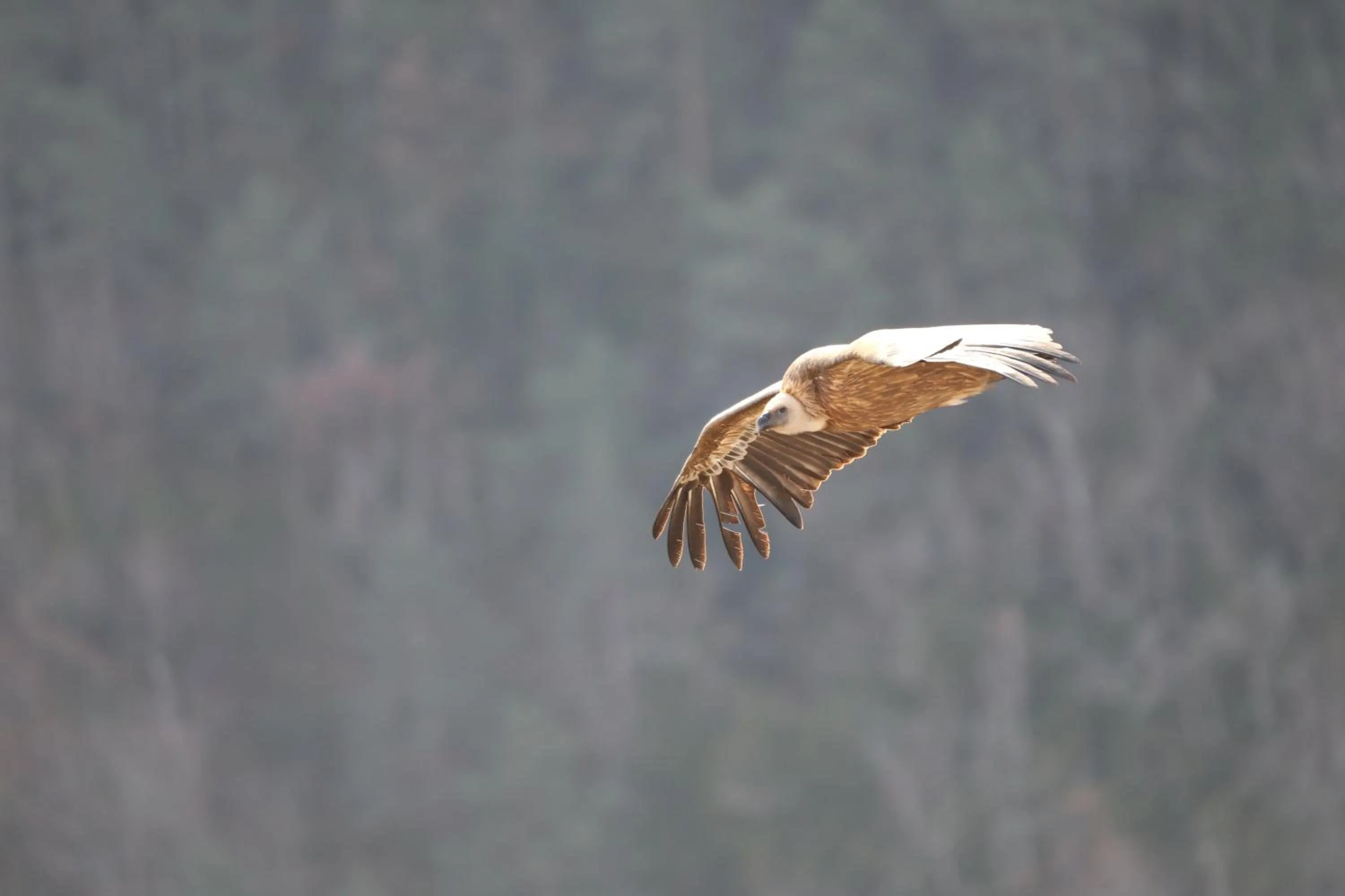 Winter in Les FREJALS