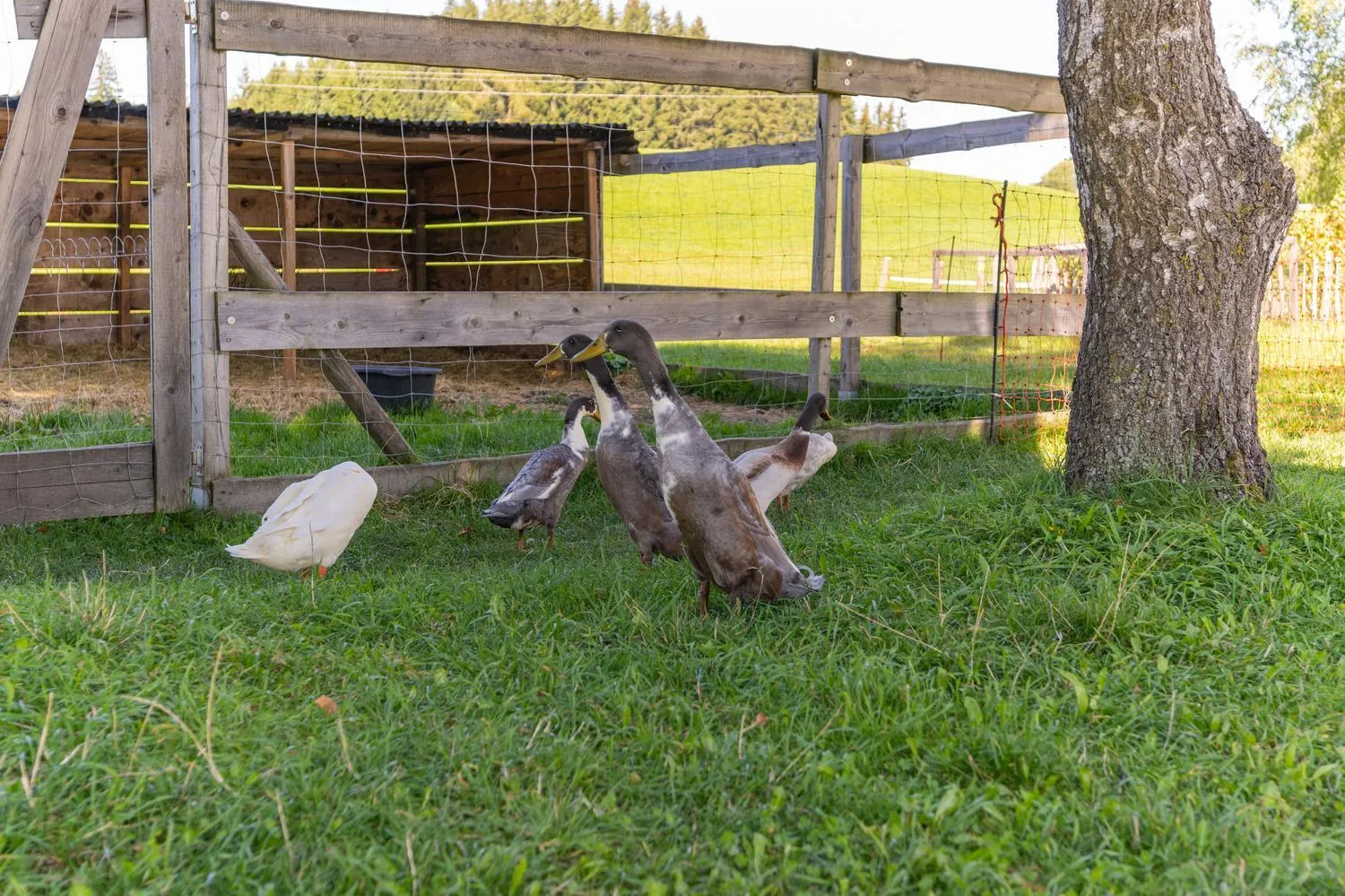 Animals in Familienhotel Löwen