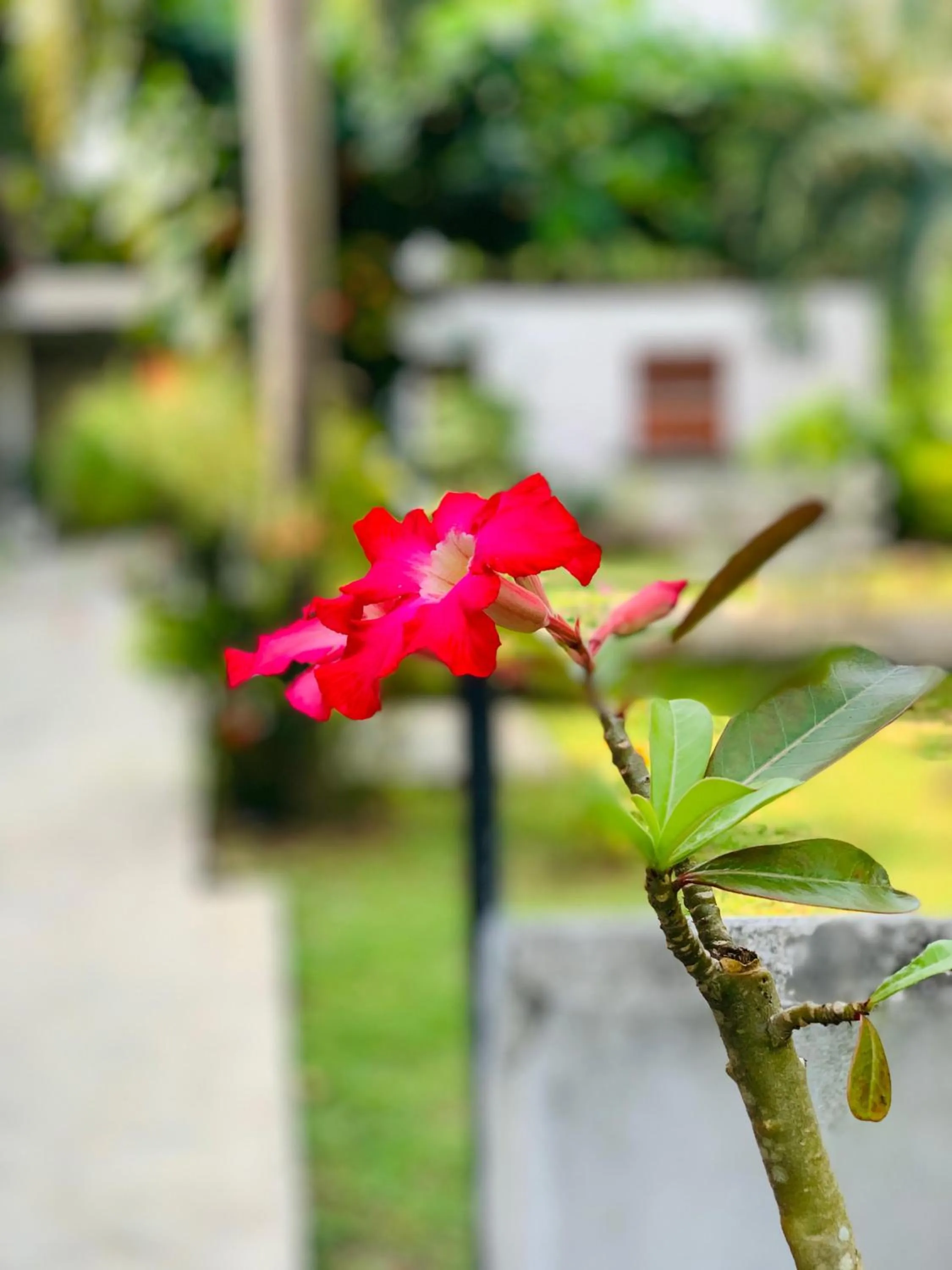 Lake Side Tourist Inn