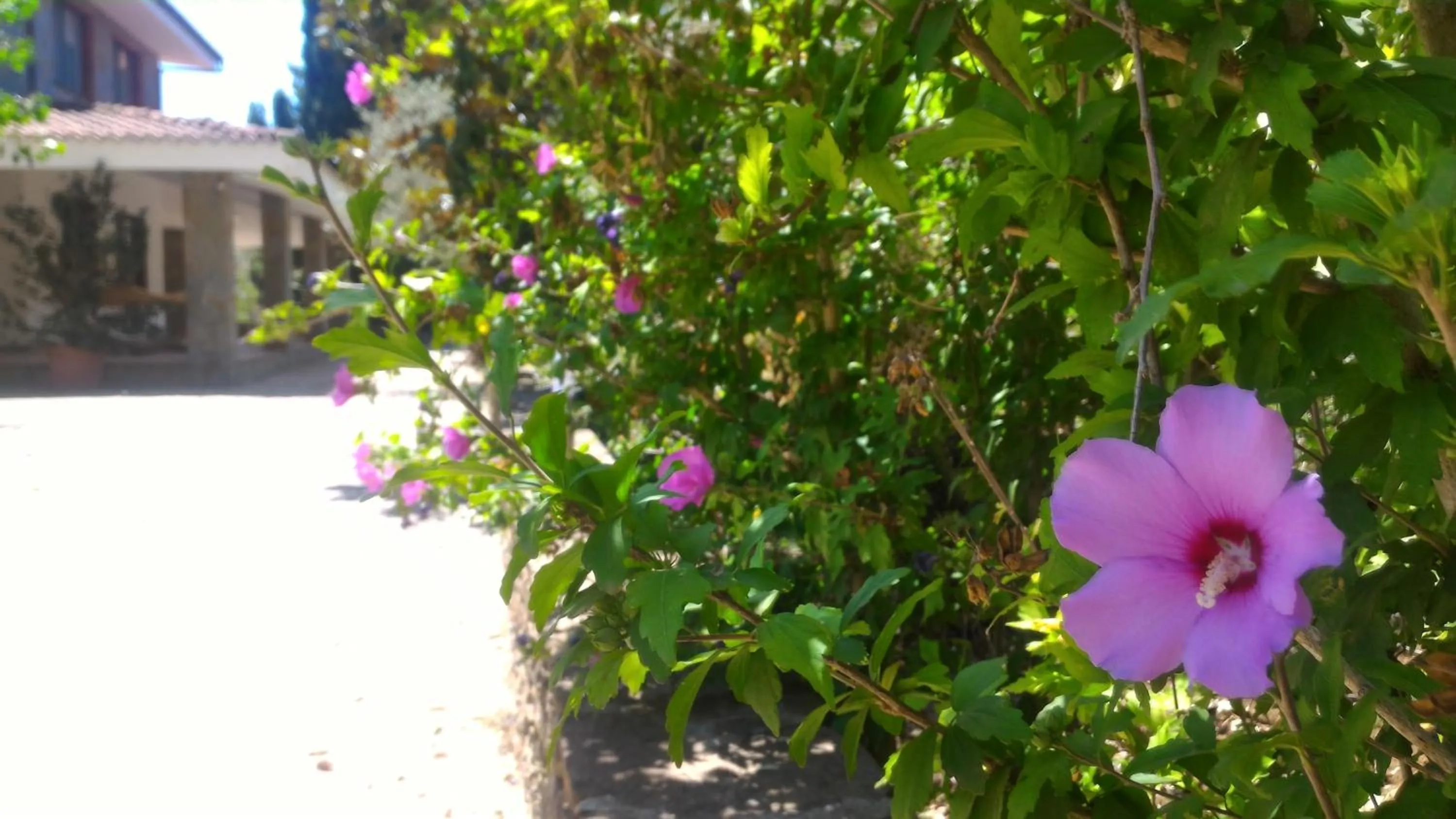 Garden in Villa Canu