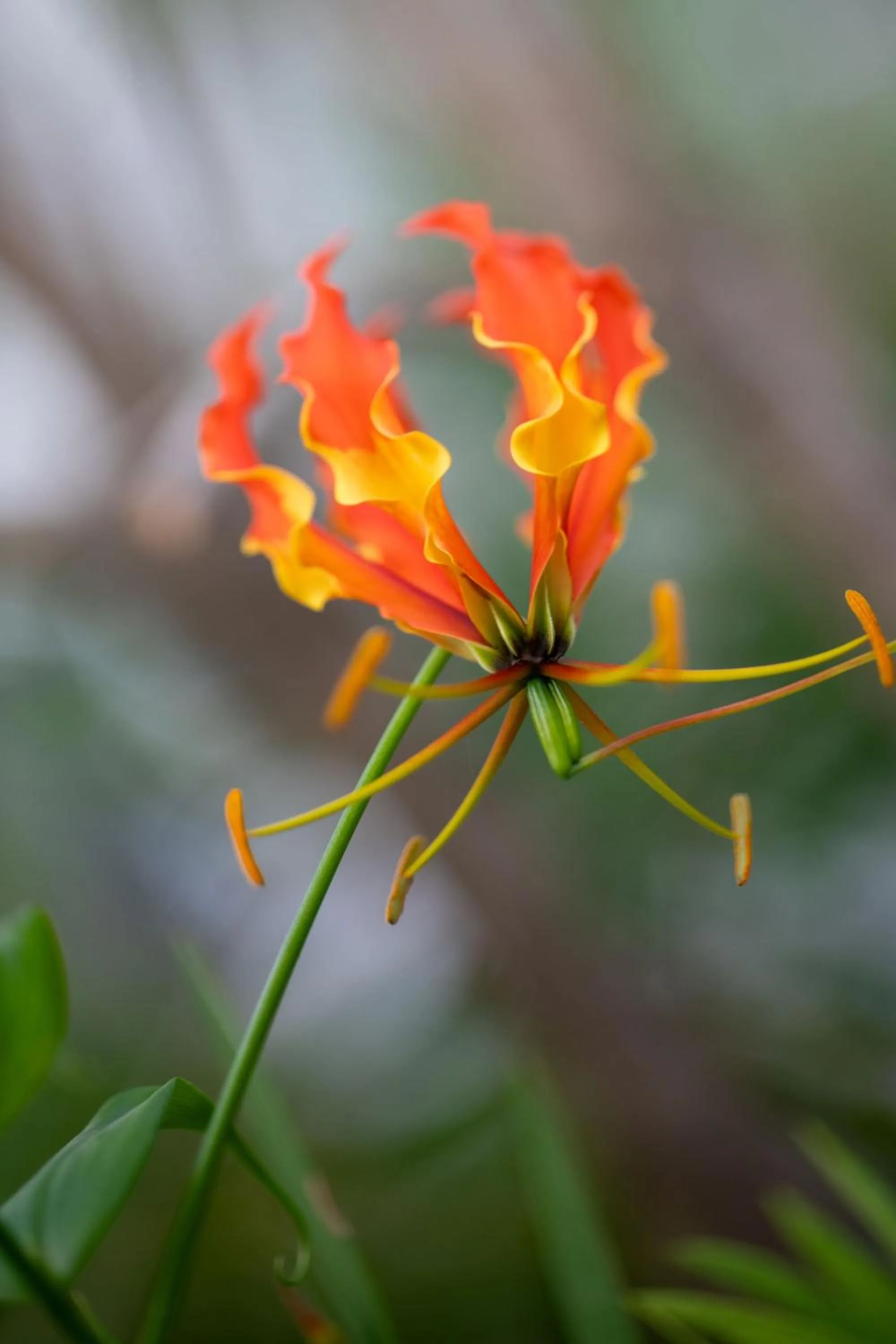 Garden in Grand Mercure Apartments Magnetic Island