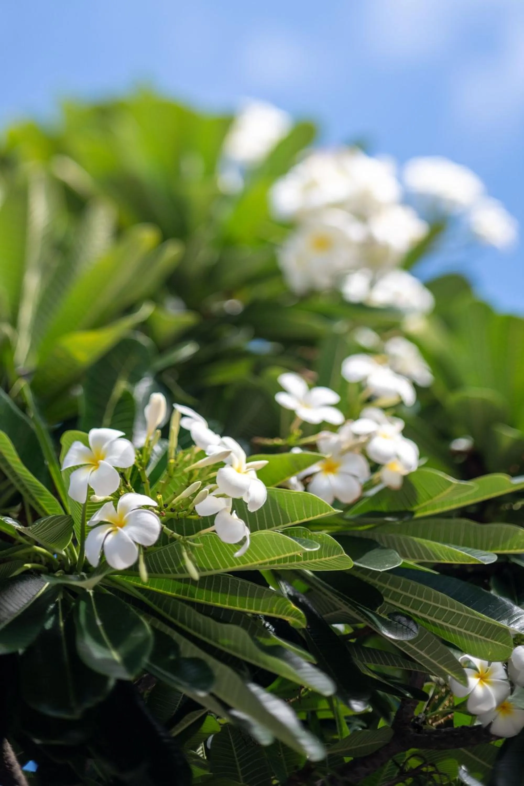 Garden in Grand Mercure Apartments Magnetic Island