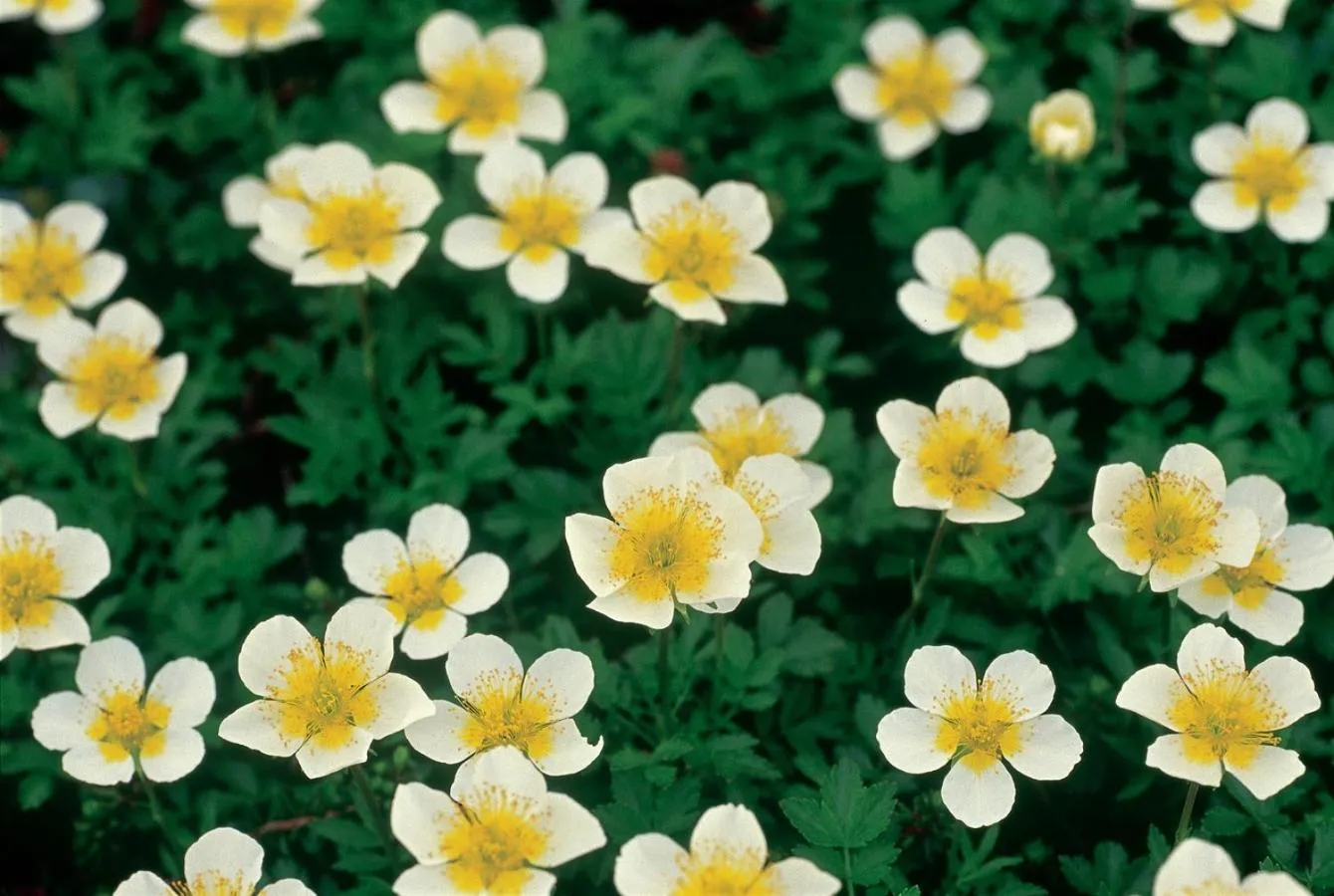 Natural landscape in La Vista Daisetsuzan
