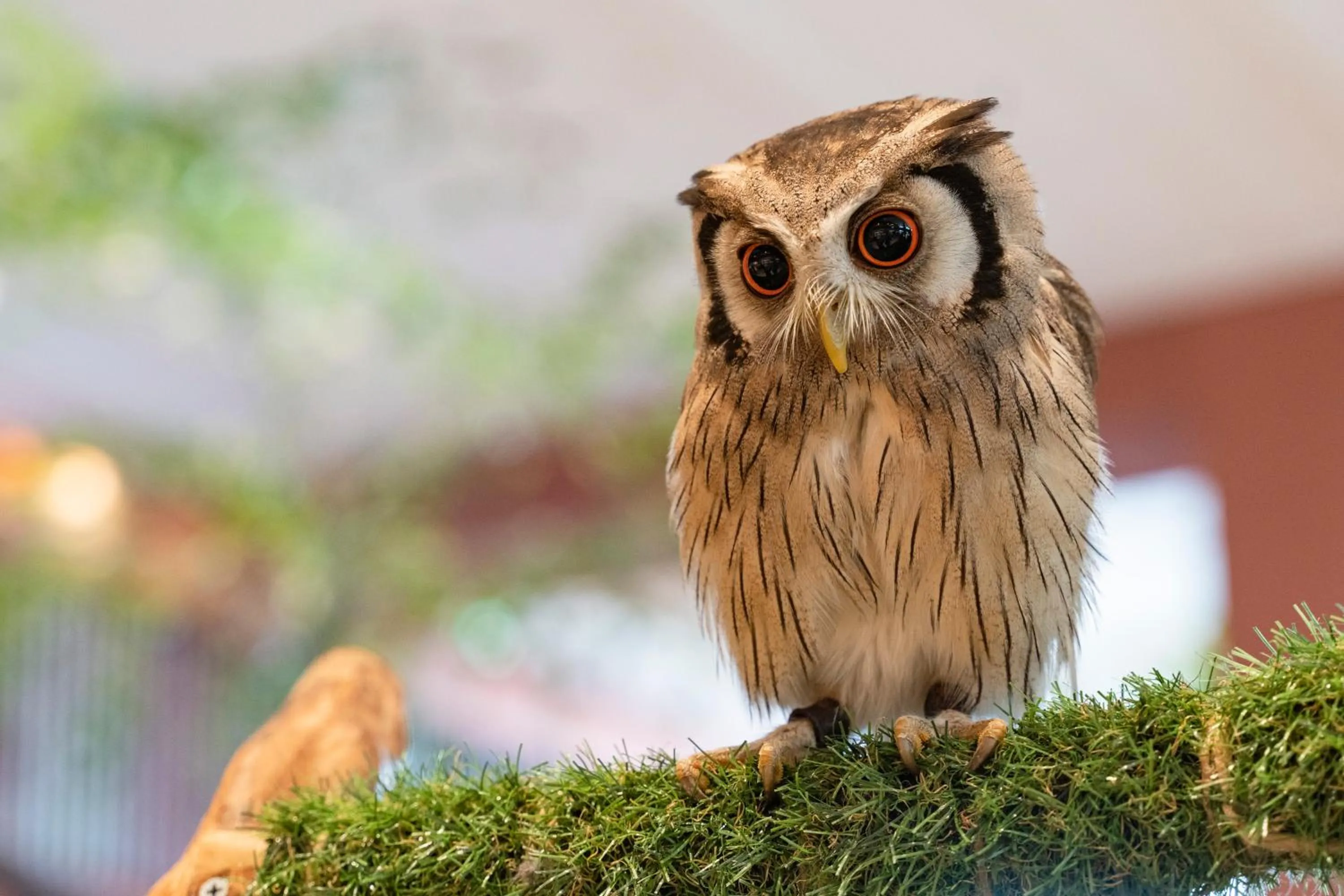 Animals in The Beach Tower Okinawa