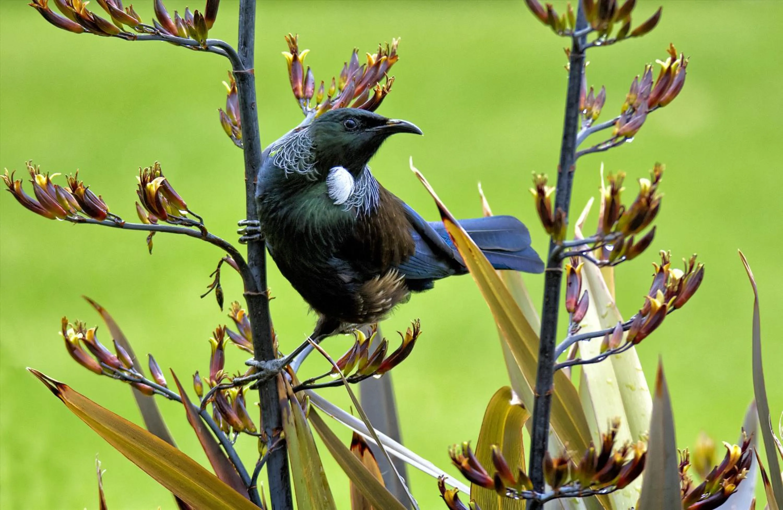 Decorative detail in Taupo Debretts Spa Resort