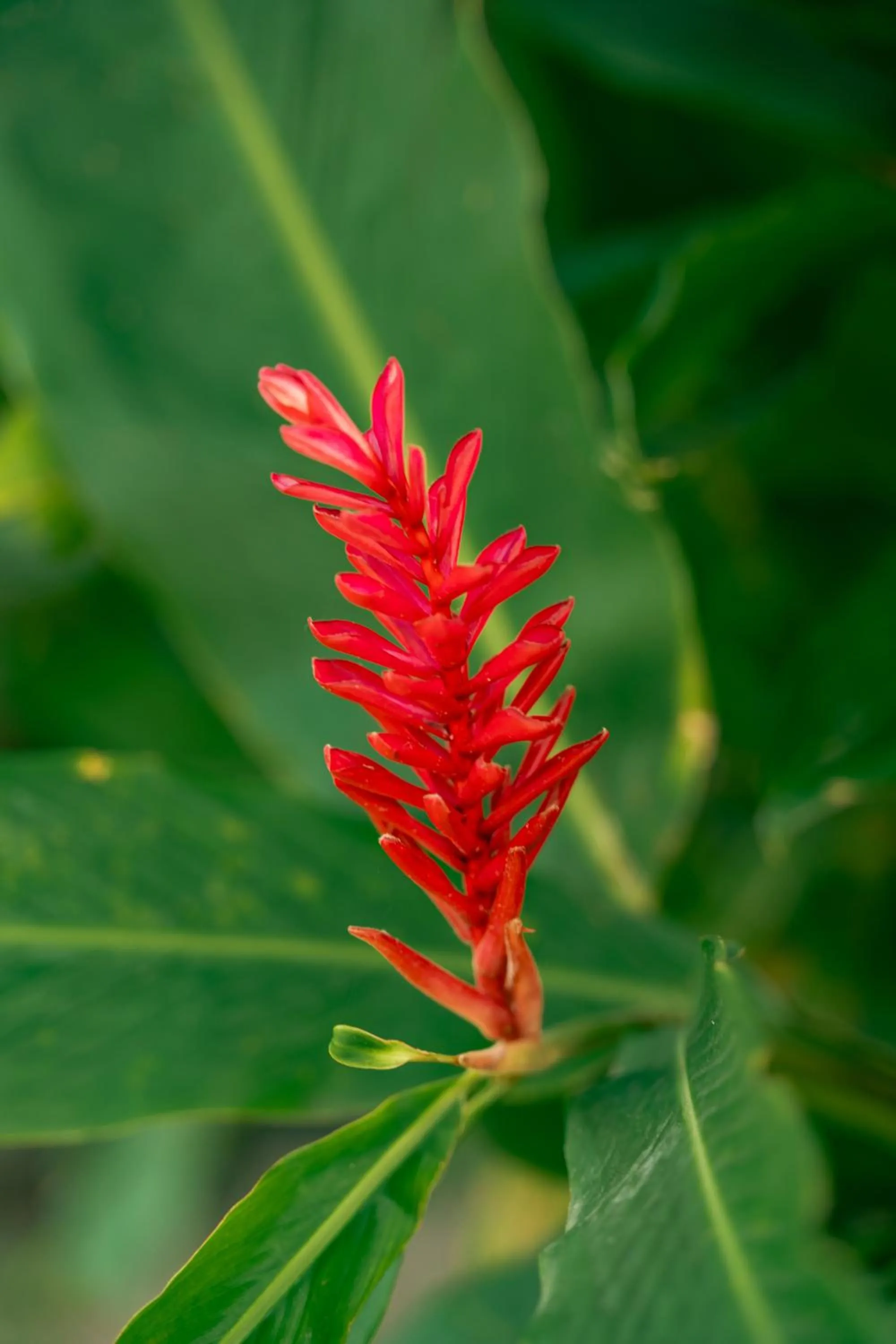 Beau Vallon Bungalows