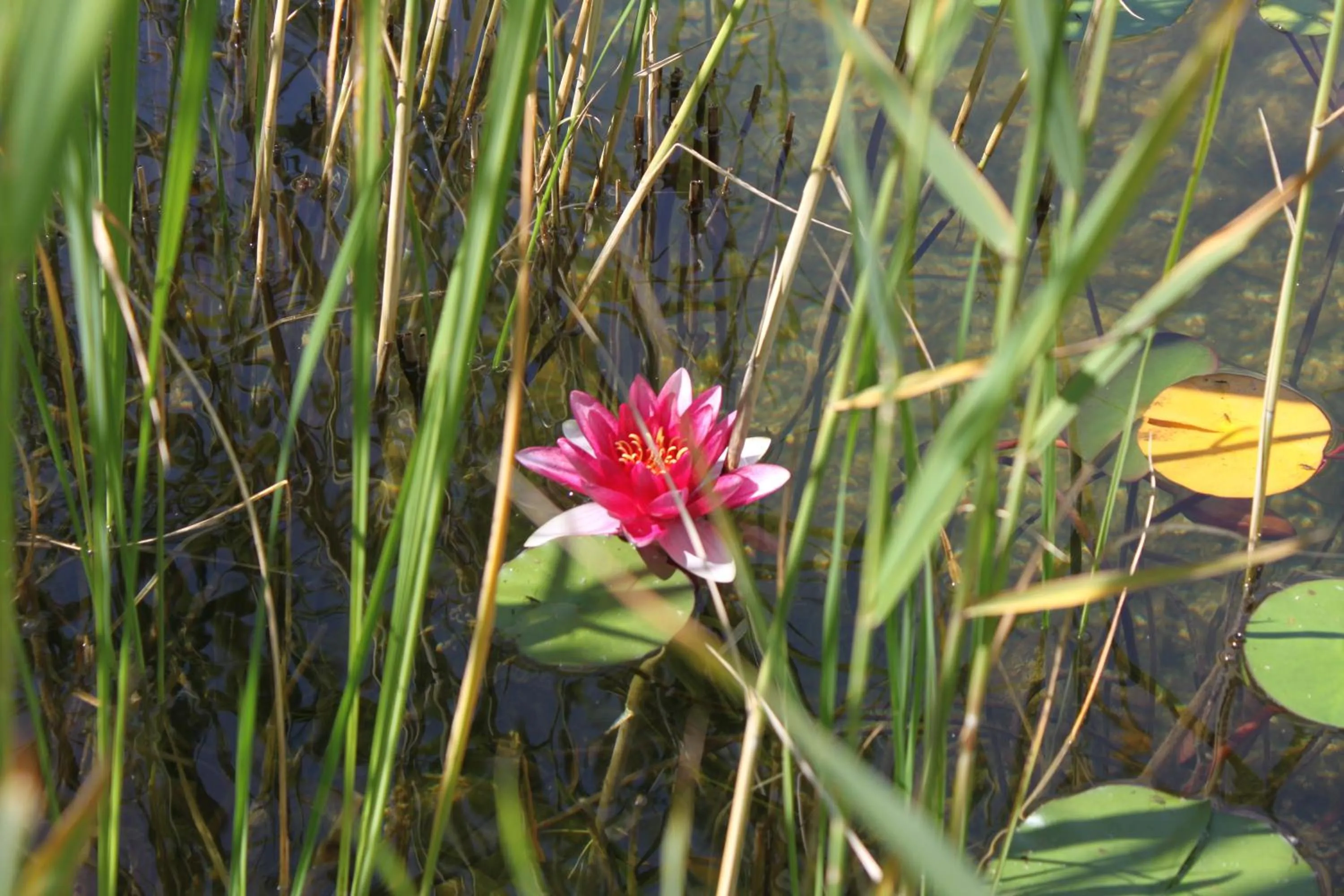 Garden in Apart-Elisabeth