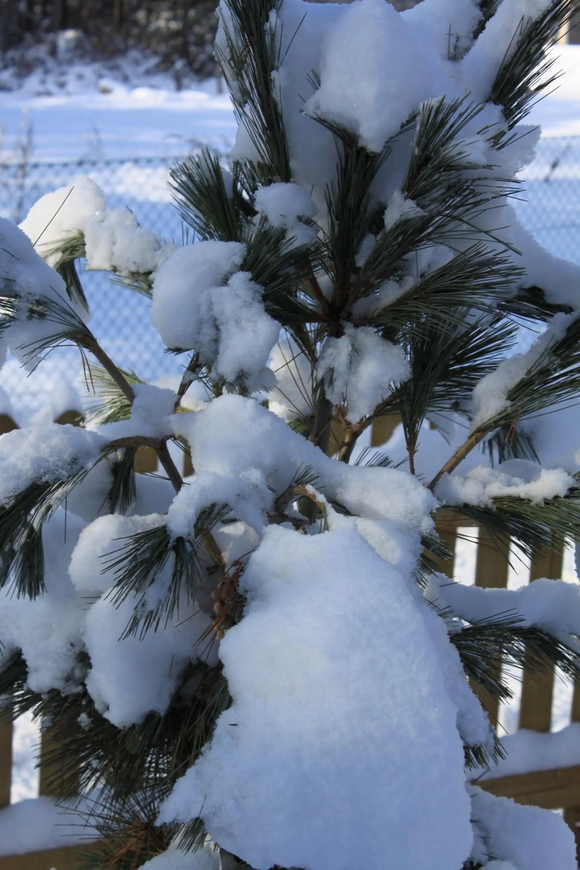 Garden in Apart-Elisabeth