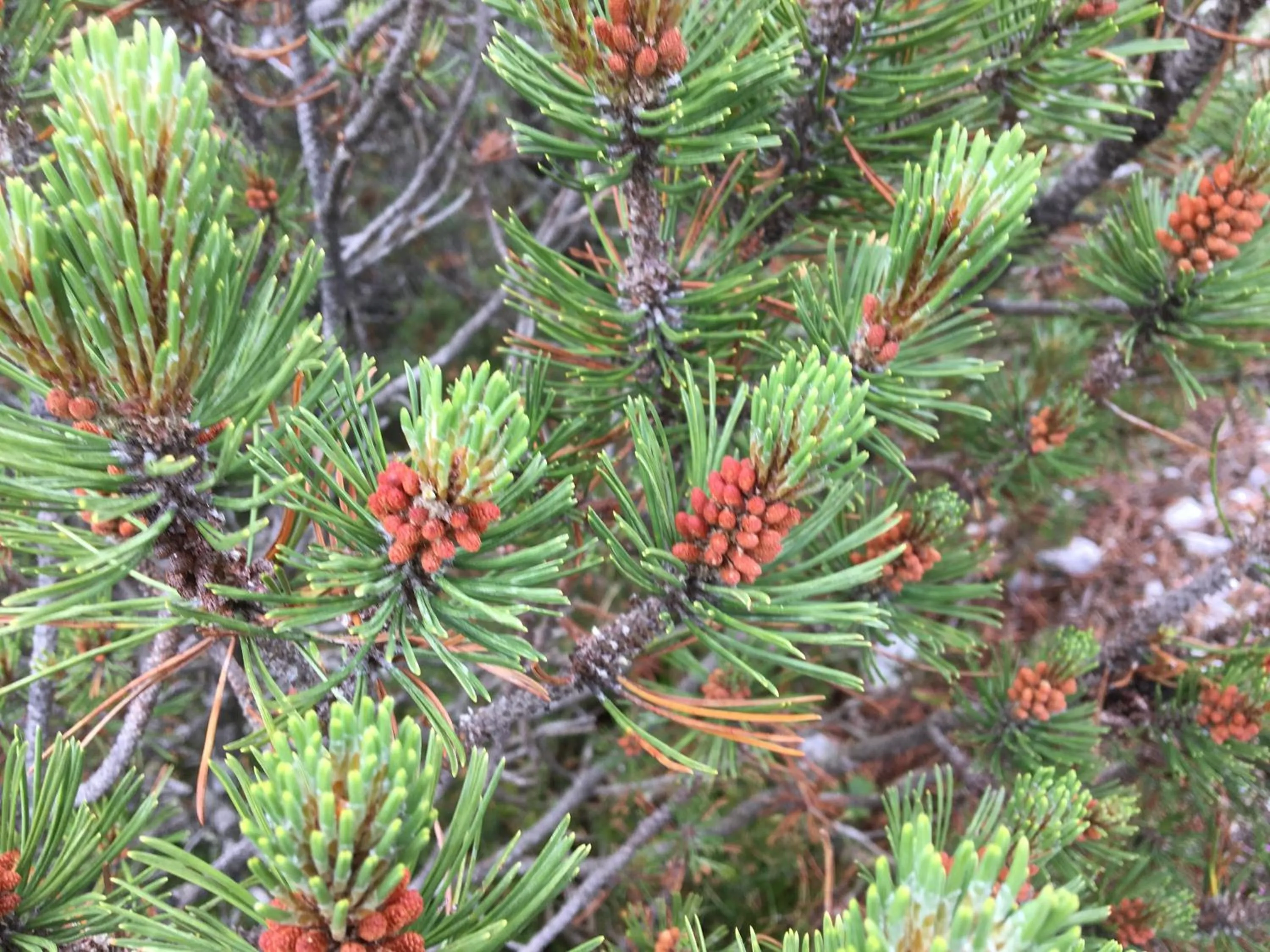 Garden in Apart-Elisabeth