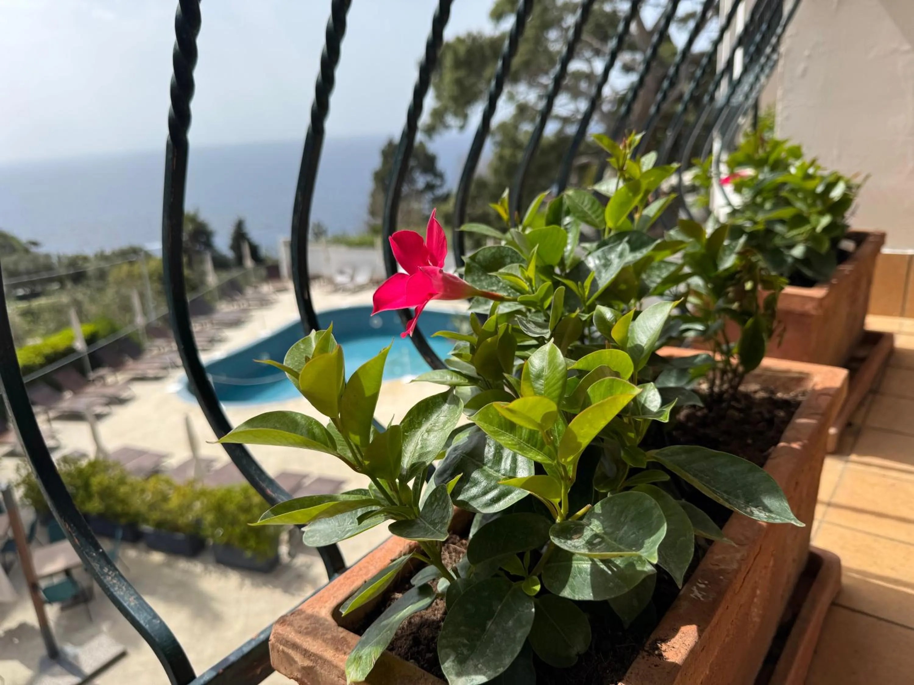 Balcony/Terrace in Hotel Della Piccola Marina