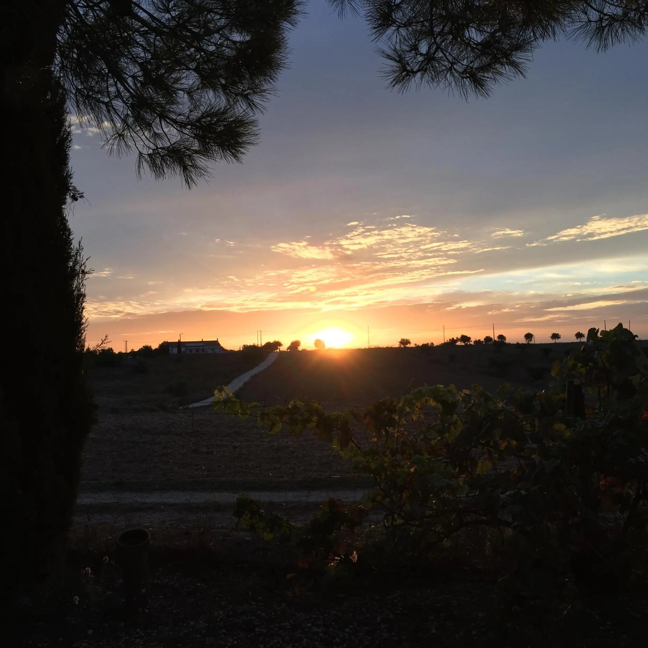 Natural landscape in Dominio Vale Flores