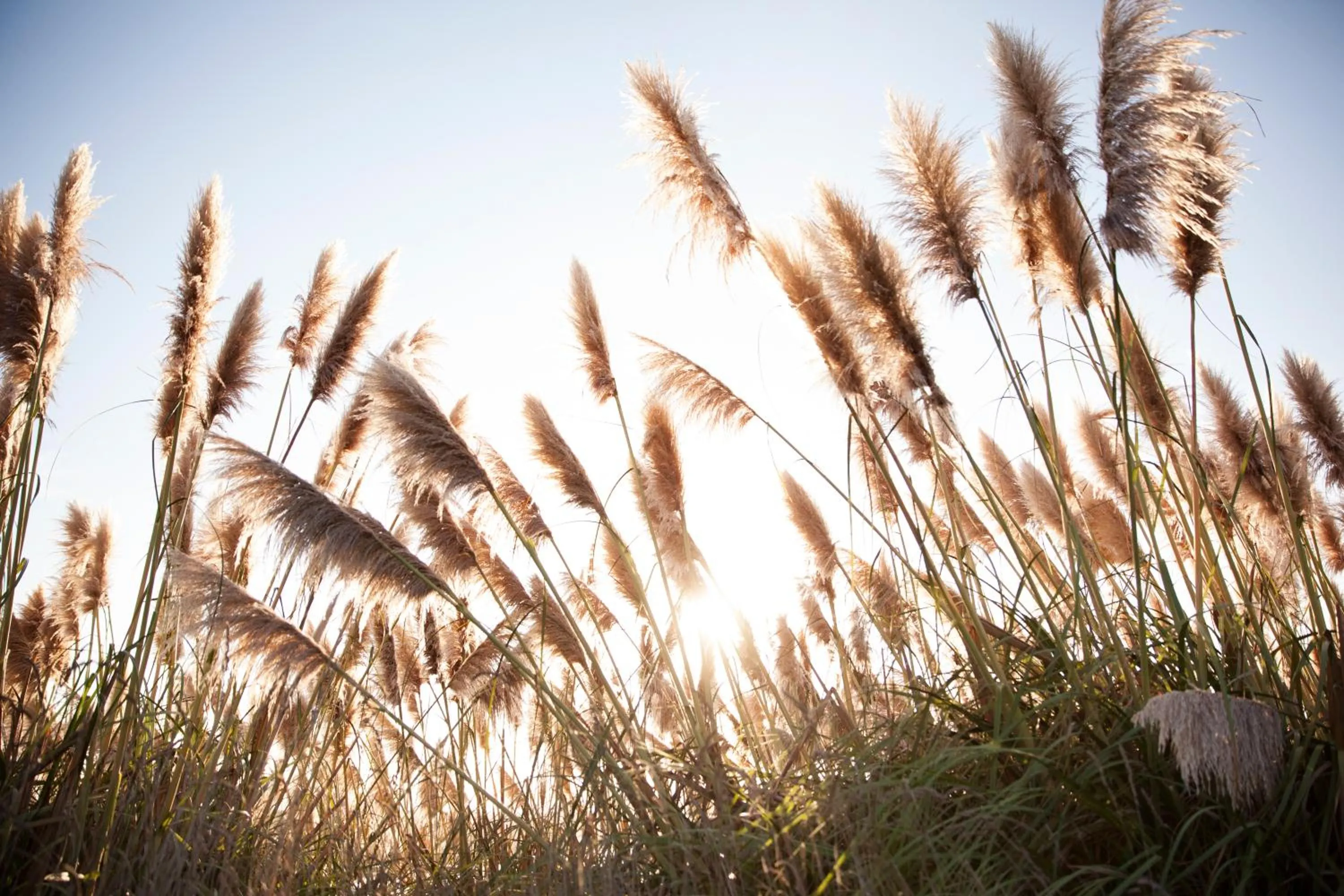 Natural landscape in The Lodge at Bodega Bay