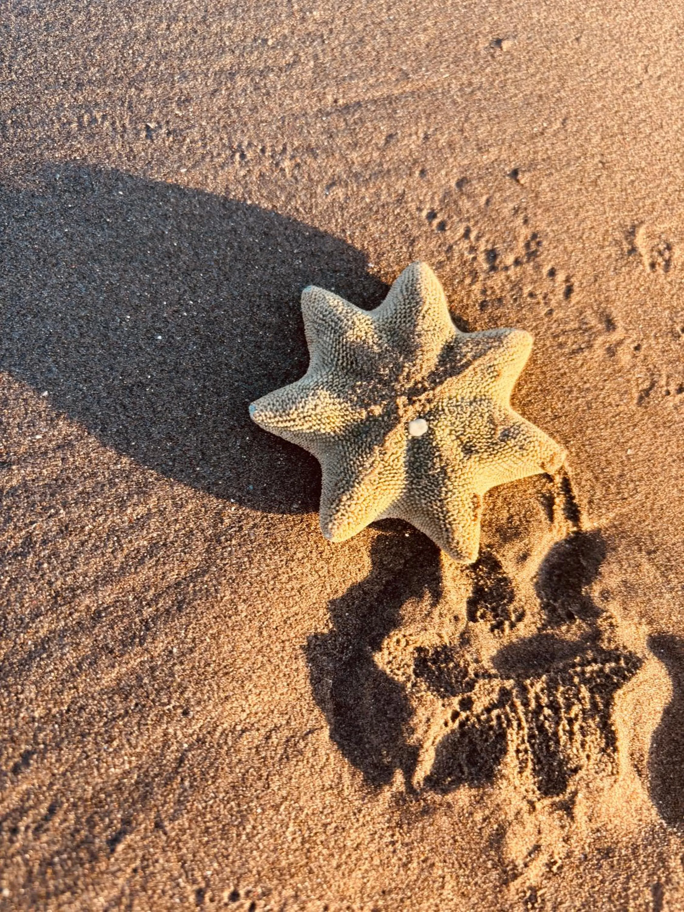 Beach in Sumner Bay Motel