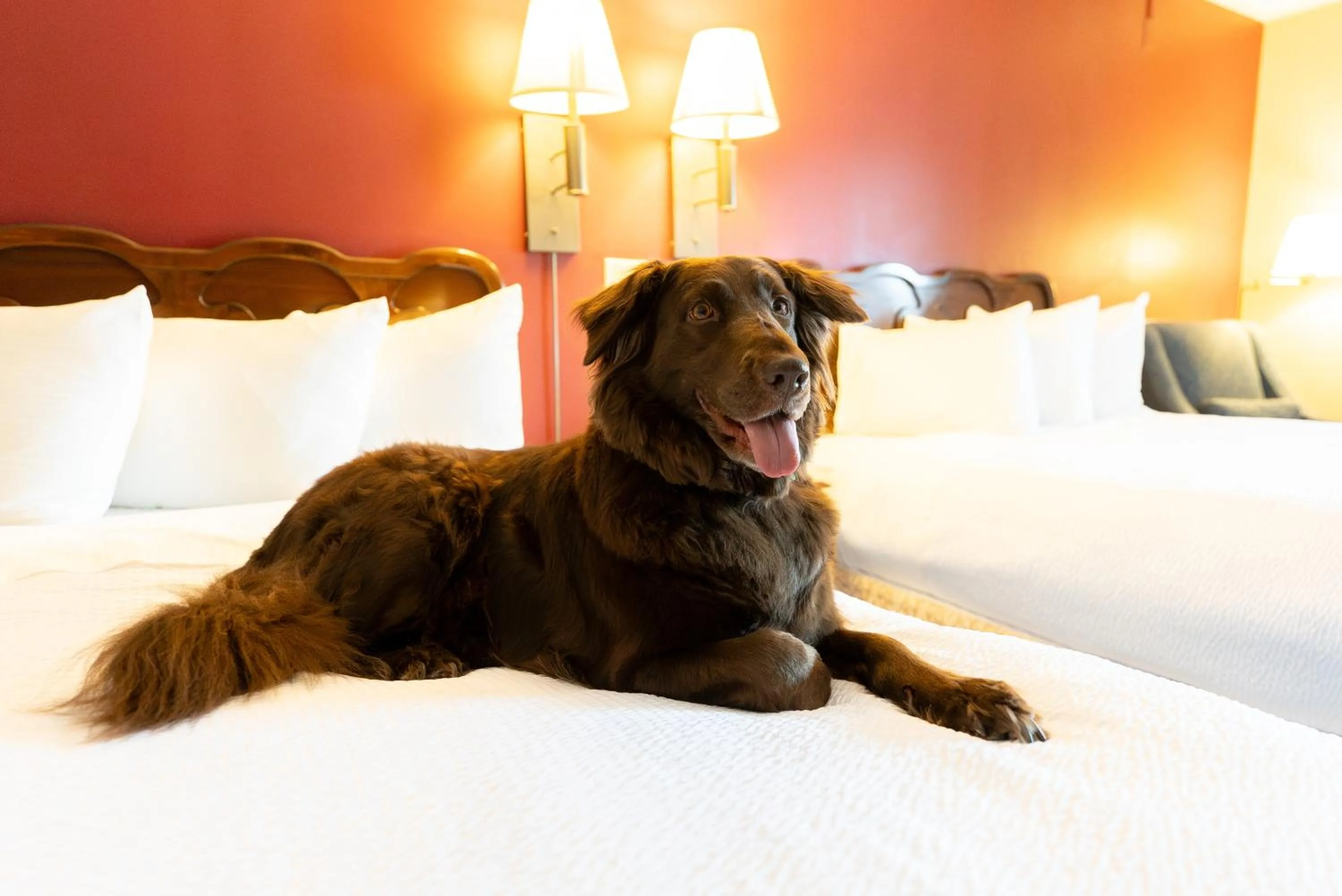 pet friendly, Bed in Fireside Inn & Suites Gilford