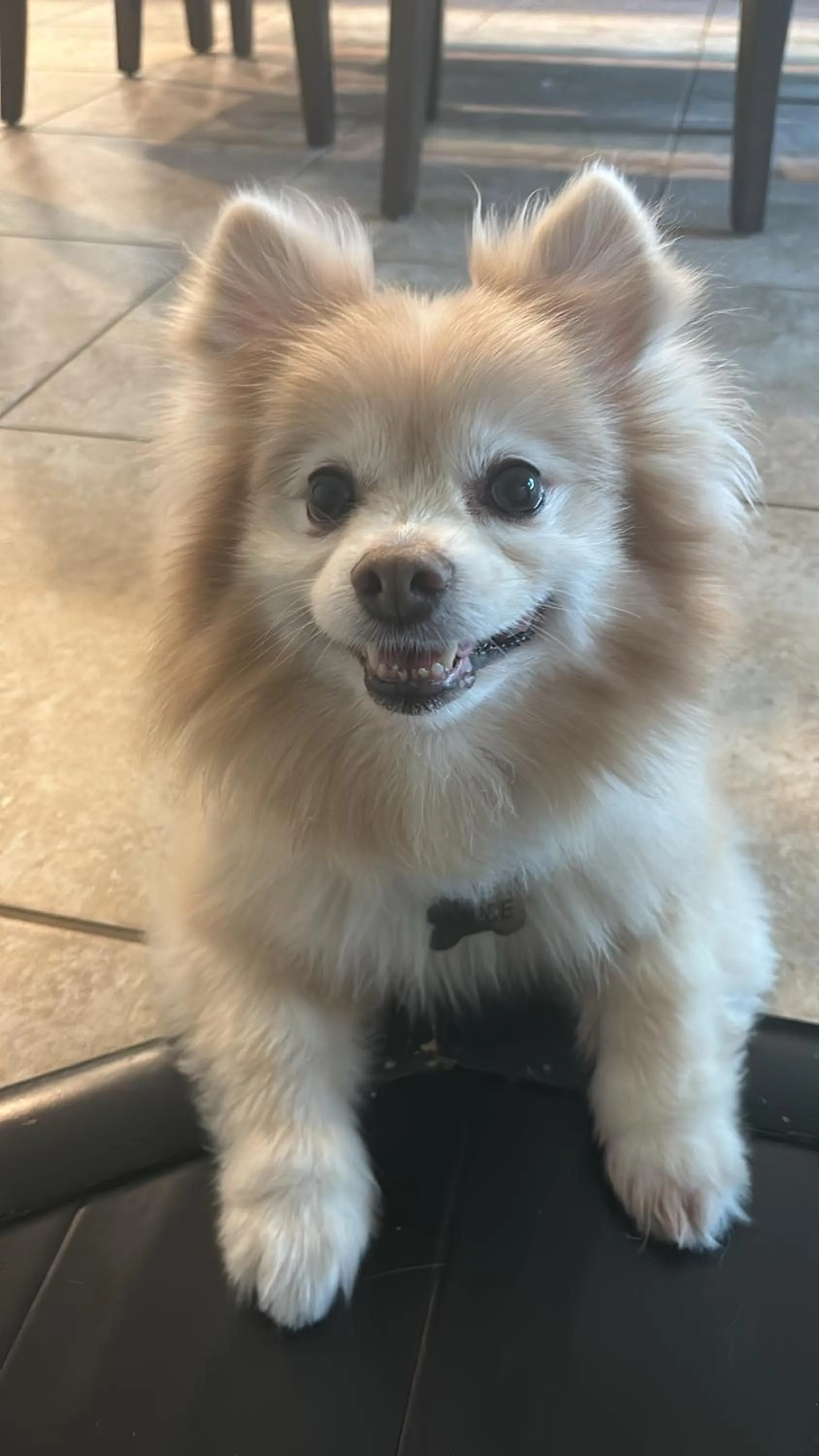 pet friendly in Inn On The Green Florida