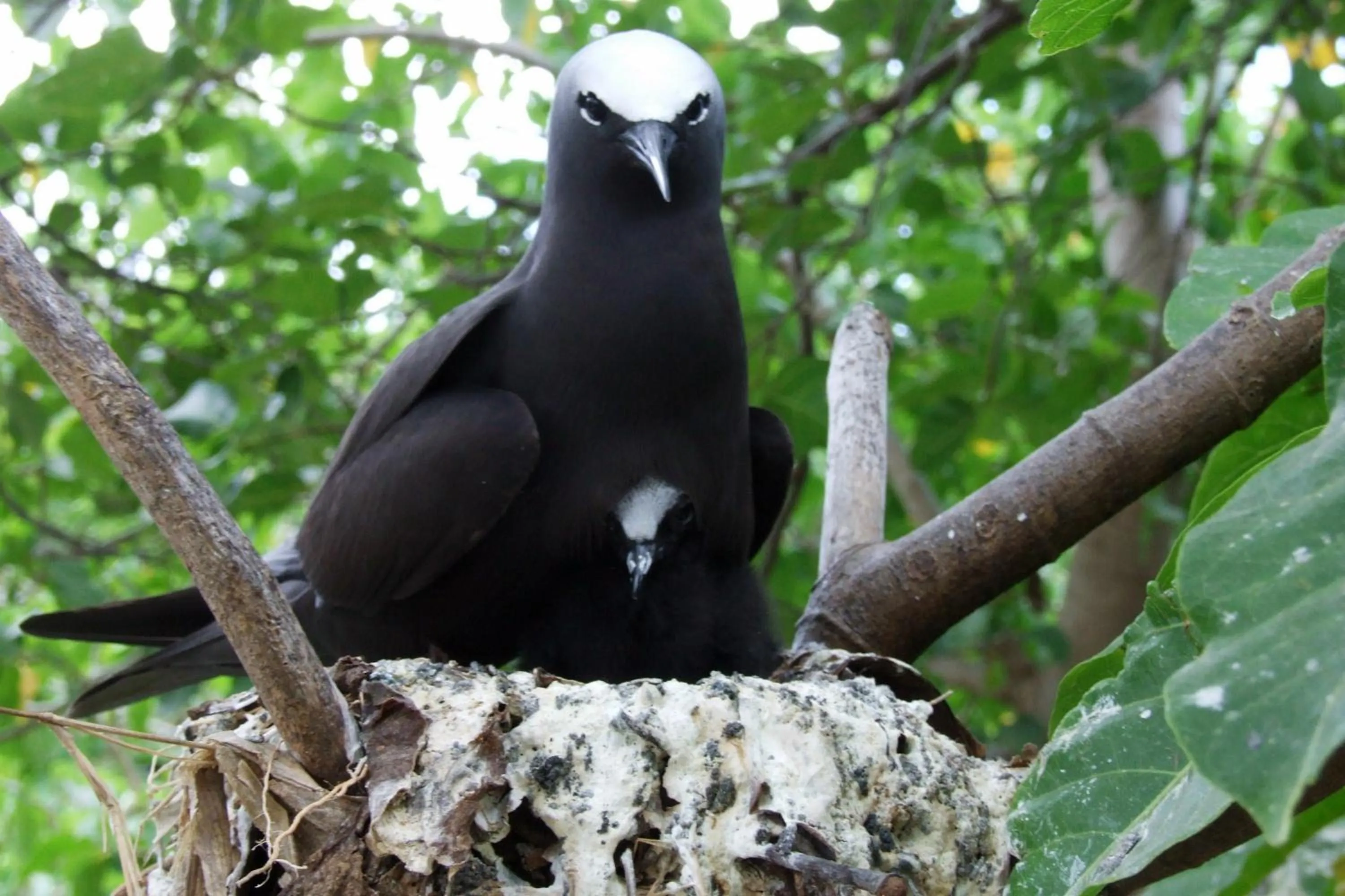 Animals in Heron Island