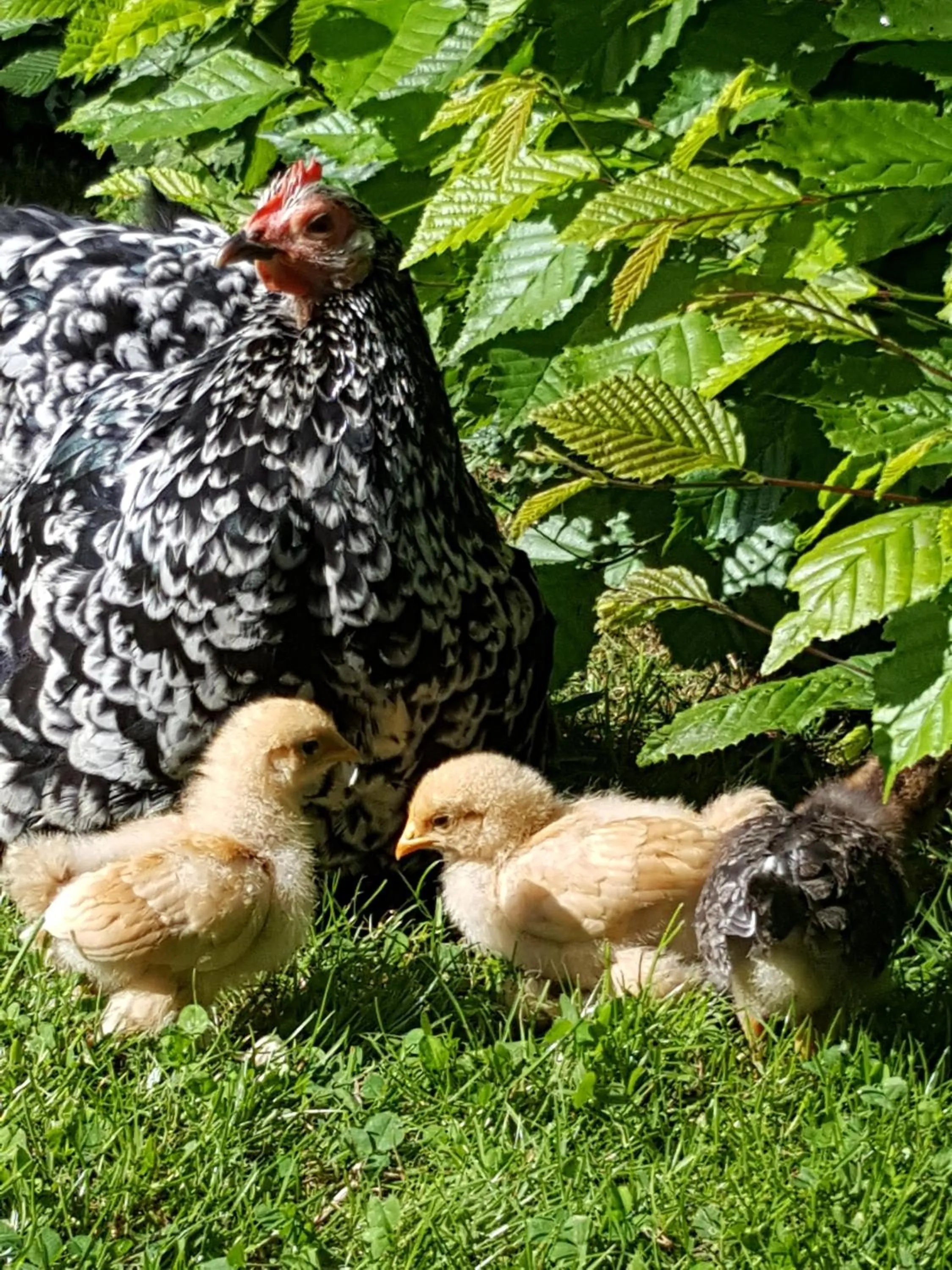 Animals in Dairy Cottage Luxury B&B