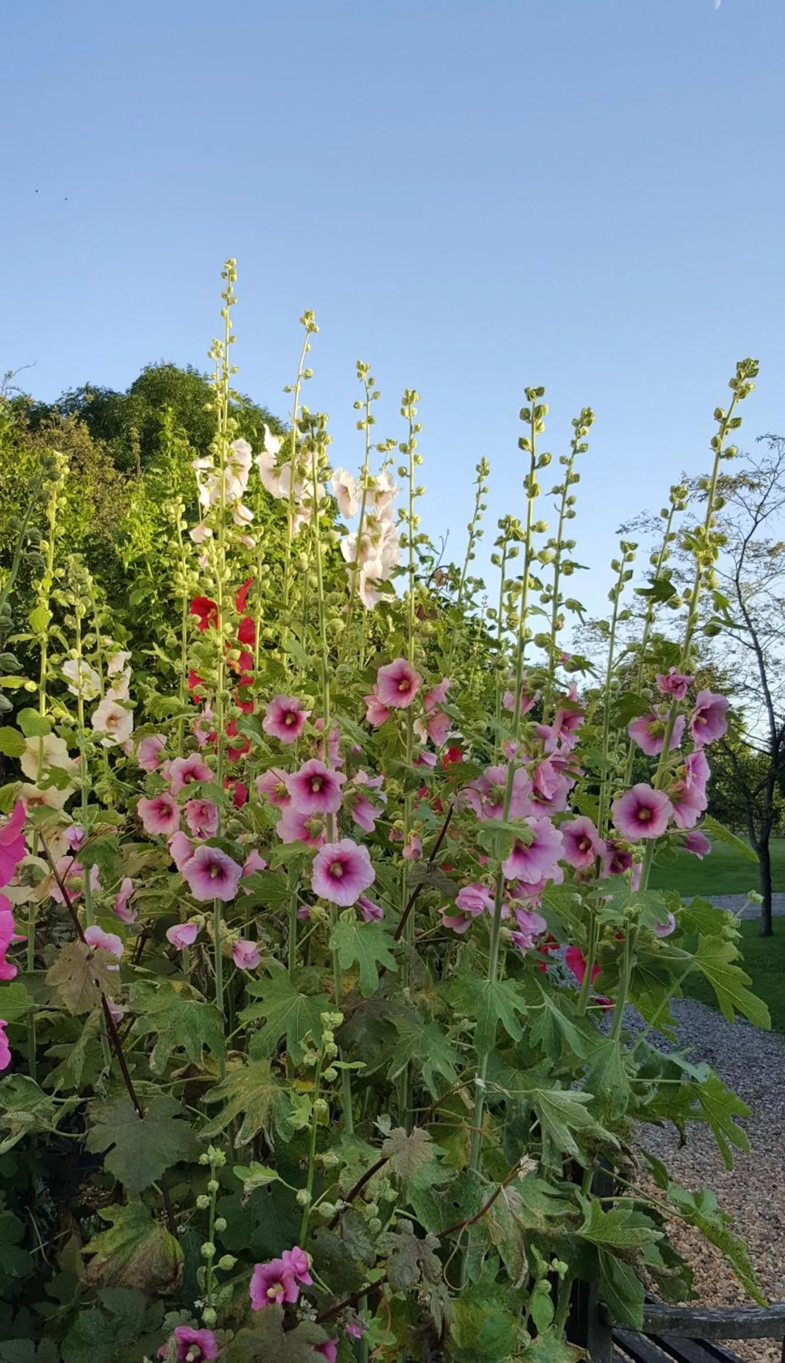 Garden in Dairy Cottage Luxury B&B