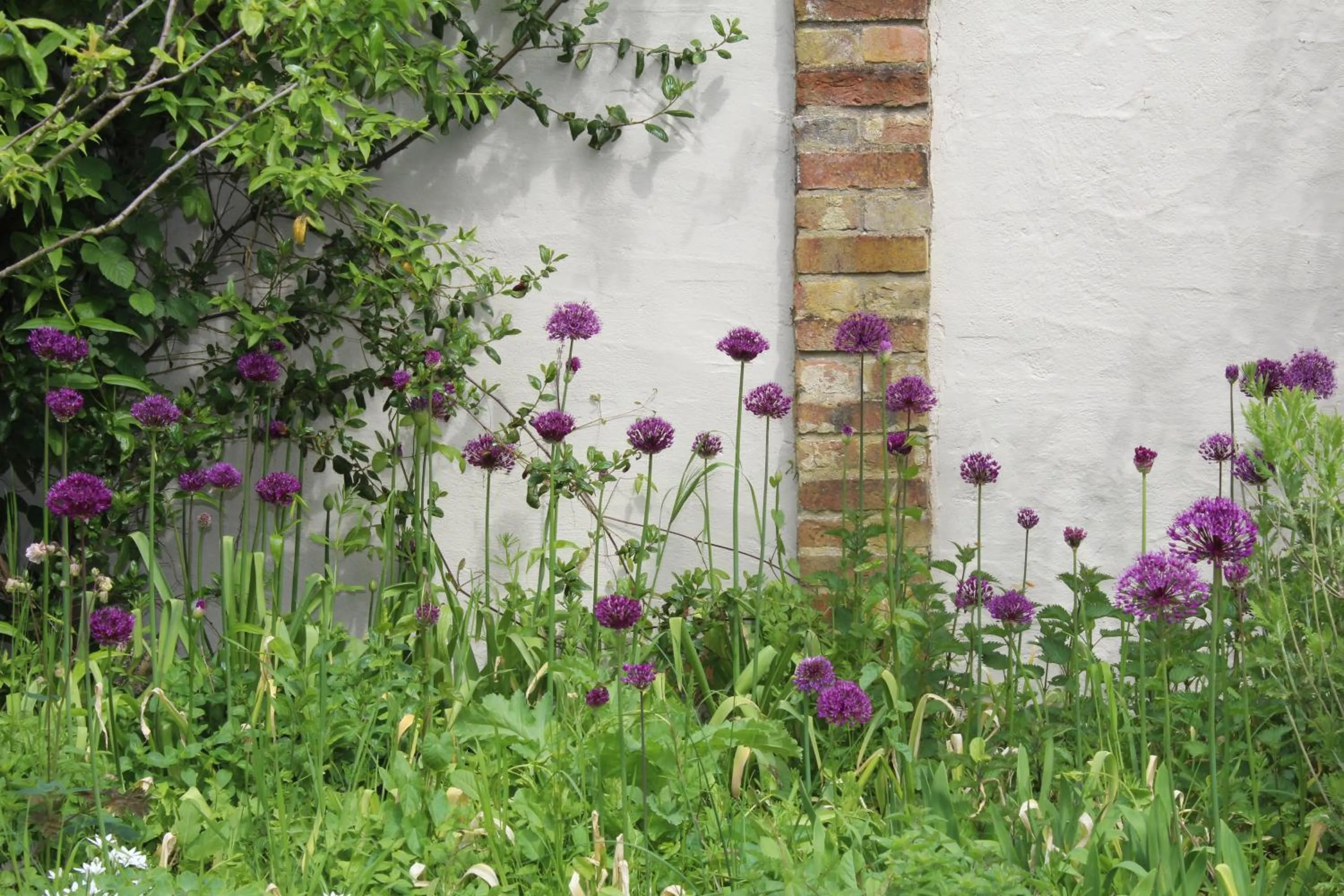 Garden view in Dairy Cottage Luxury B&B