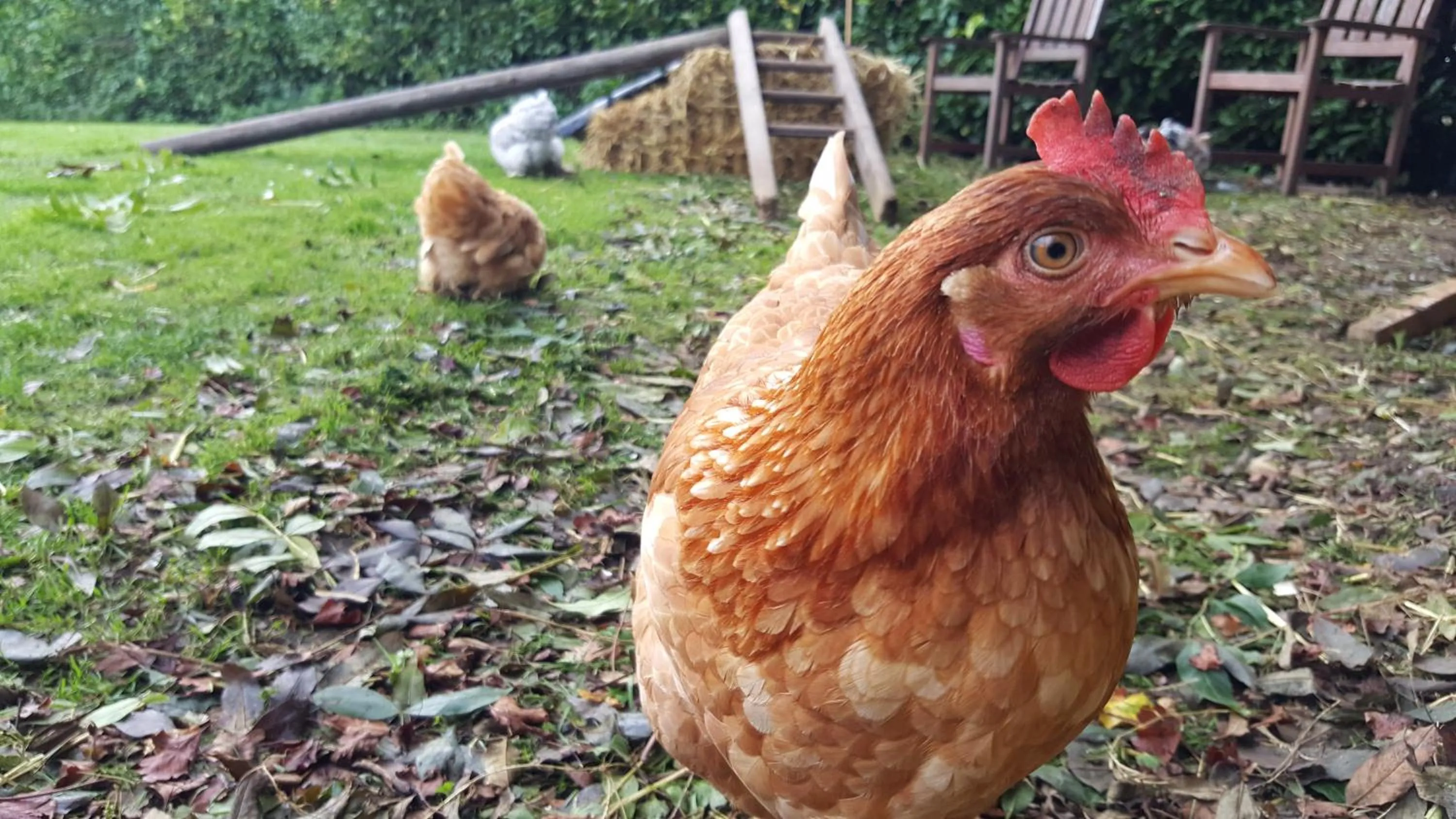 Animals in Dairy Cottage Luxury B&B