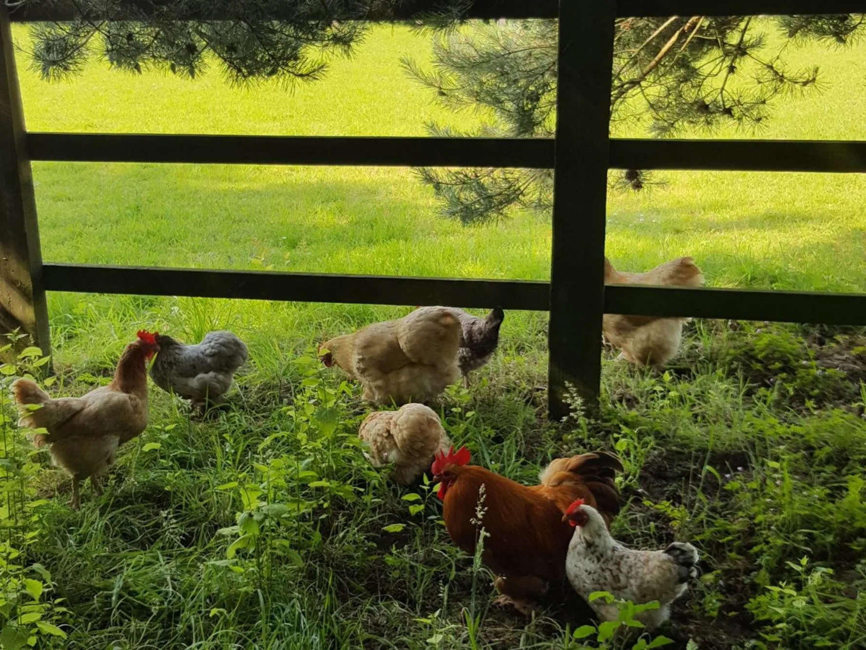 Animals in Dairy Cottage Luxury B&B