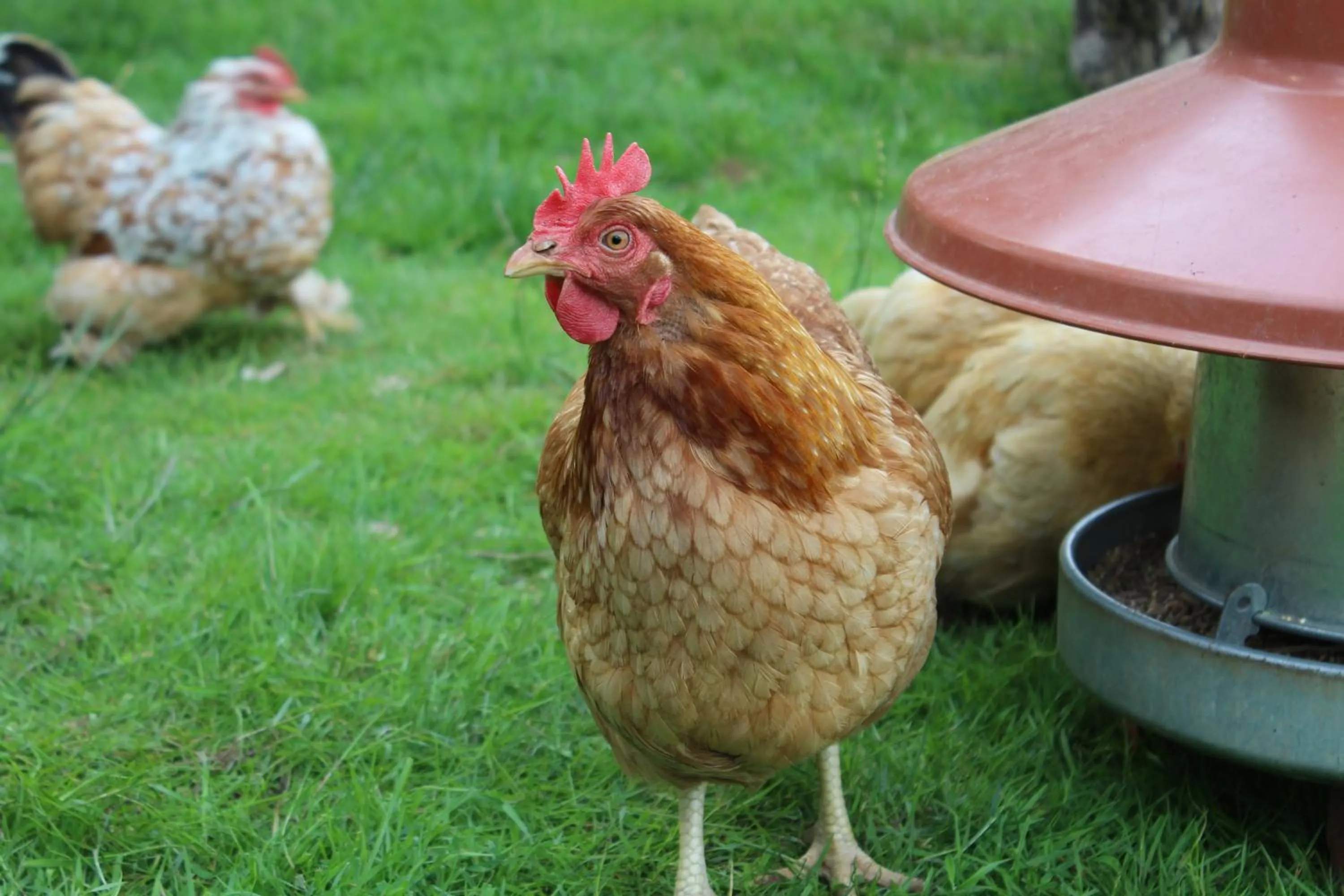 Animals in Dairy Cottage Luxury B&B