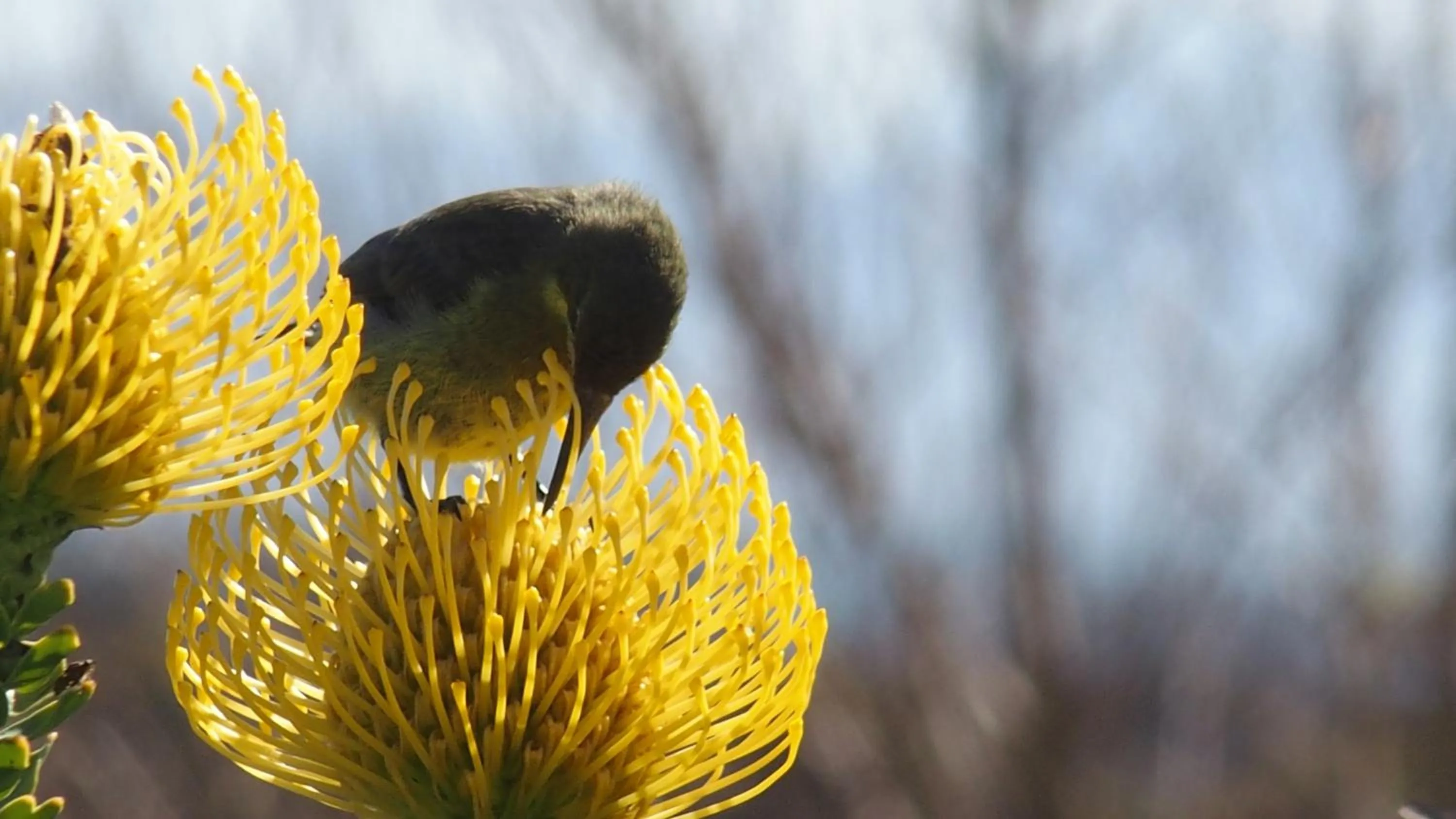 Garden in Wind-Rose Guest House